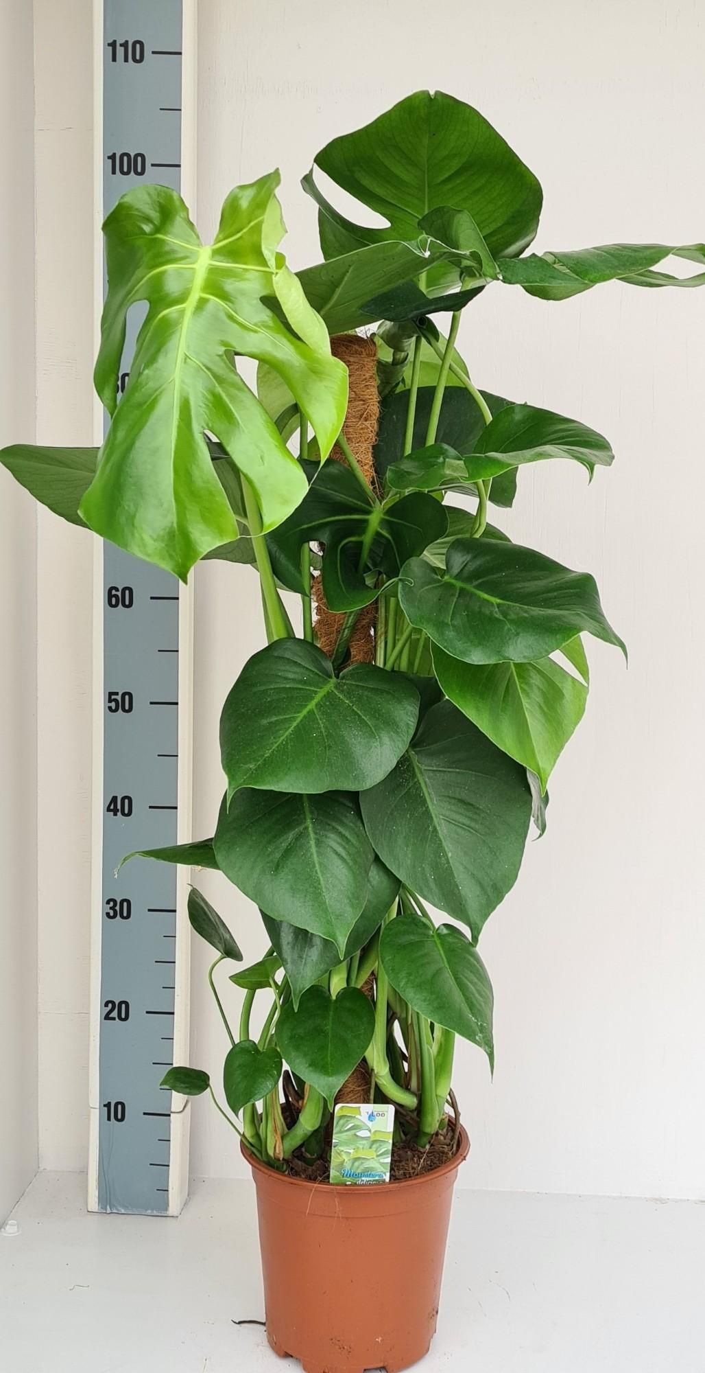 Monstera Mosstok – Ø19cm – ↕80cm