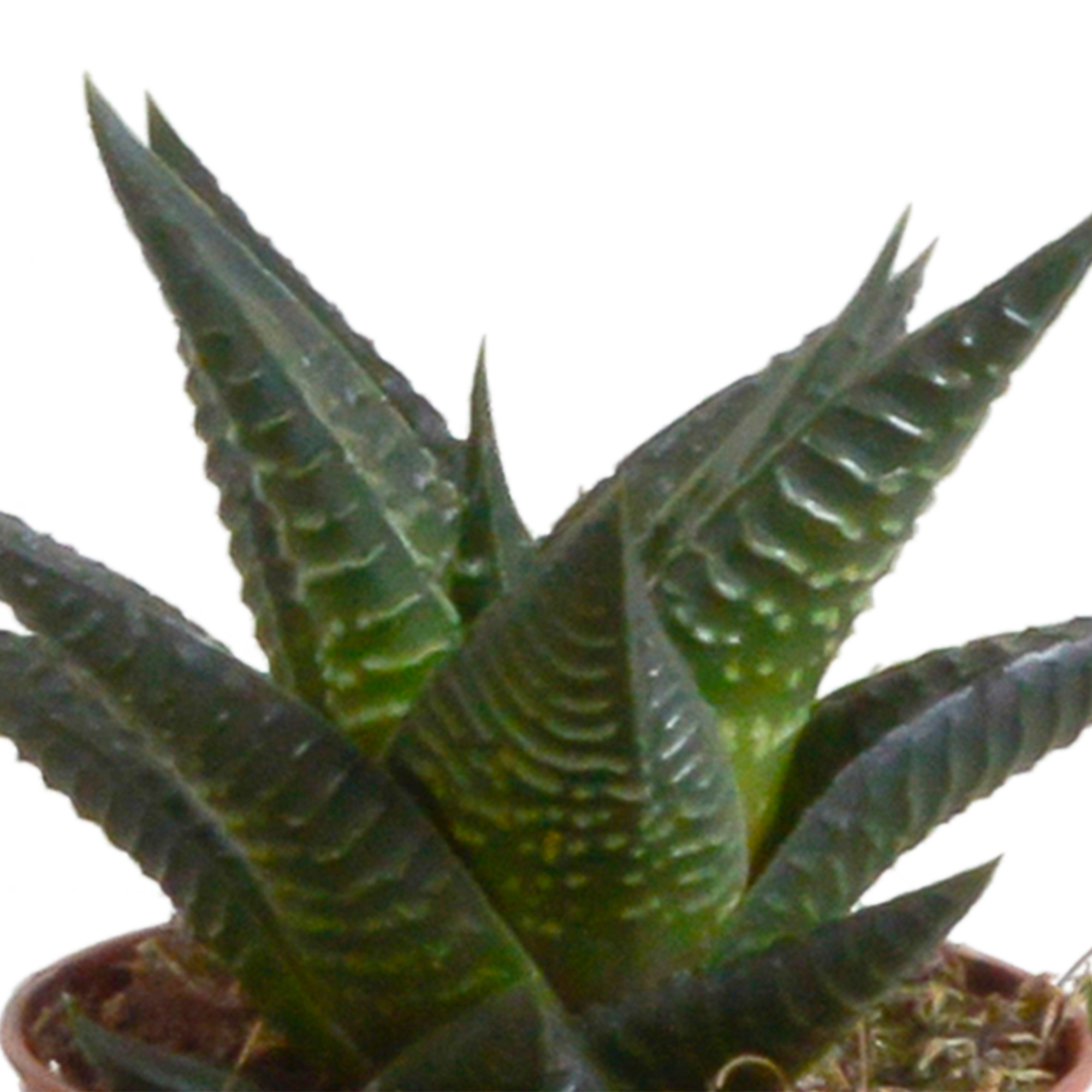Gasteria und Haworthia Mix Zimmerpflanzen im weißen Topf