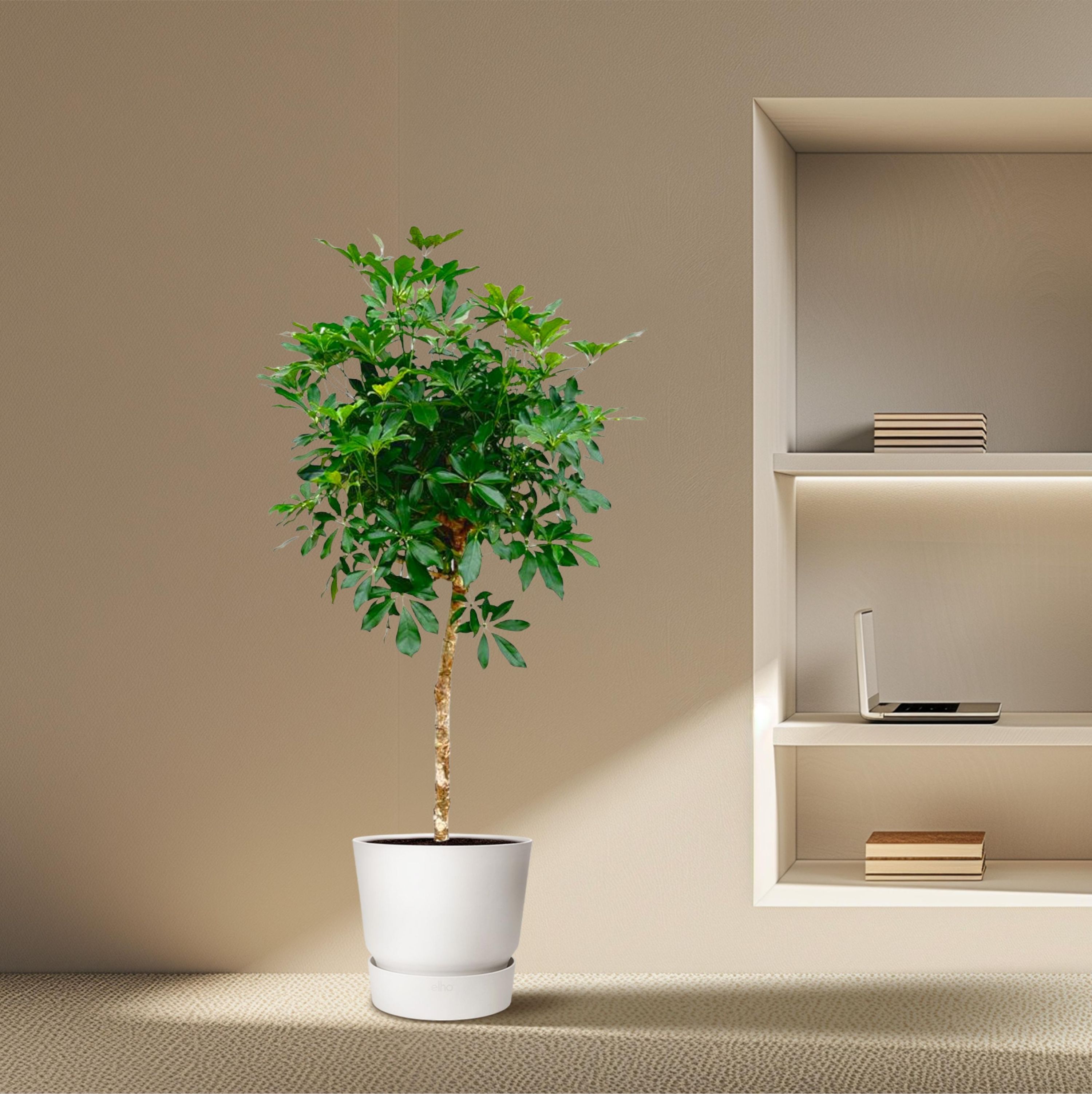 Schefflera Strahlenaralie mit Stamm