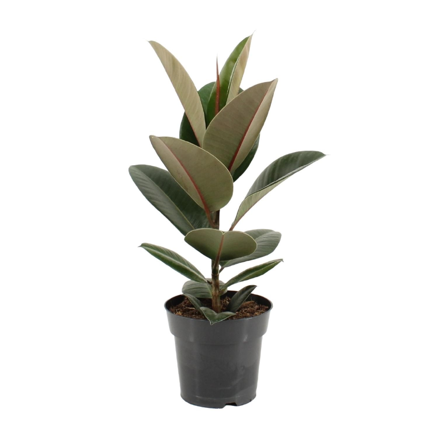 Ficus Elastica Robusta - Gummibaum Zimmerpflanze