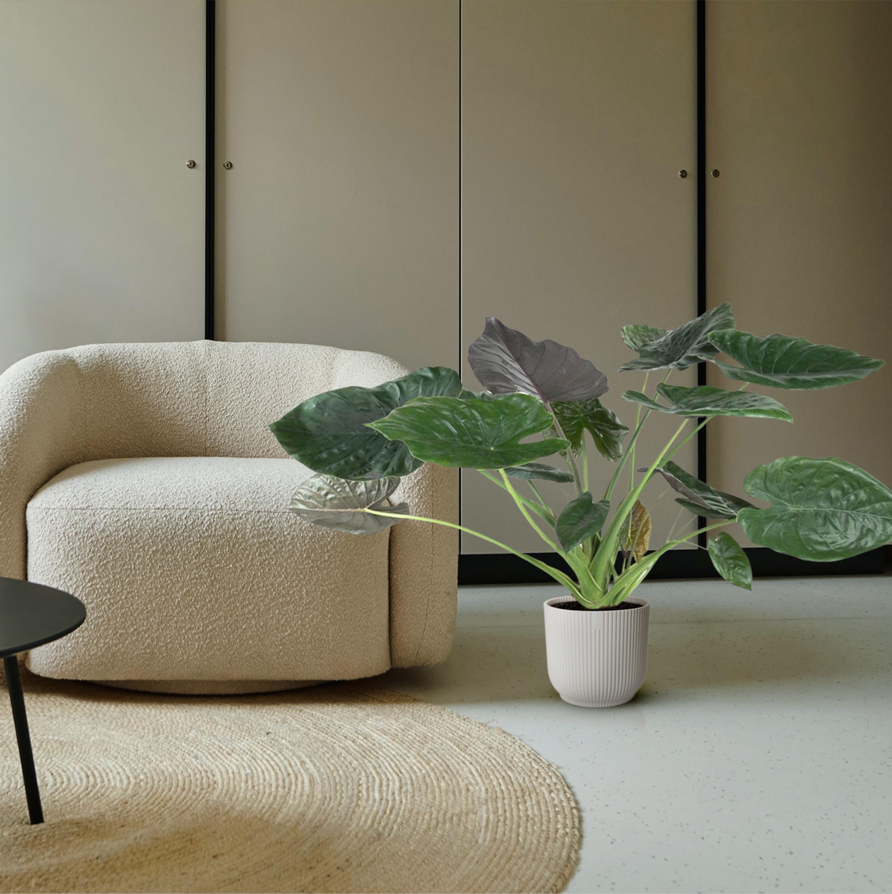Alocasia Wentii Exotische Zimmerpflanze