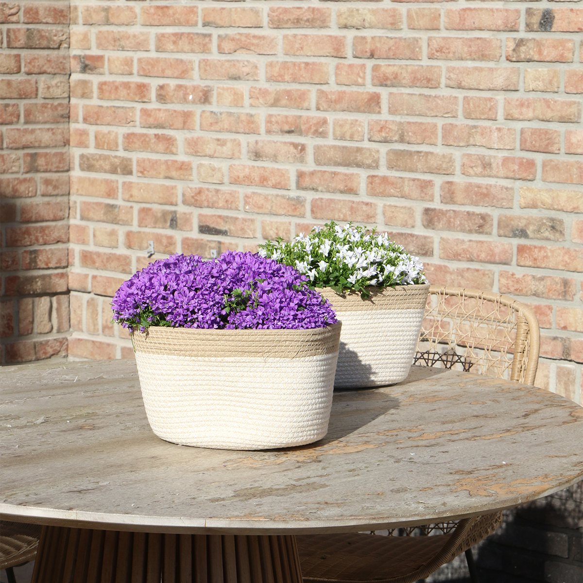 Campanula Addenda Ambella Glockenblume im Baumwollkorb mit Bewässerungssystem