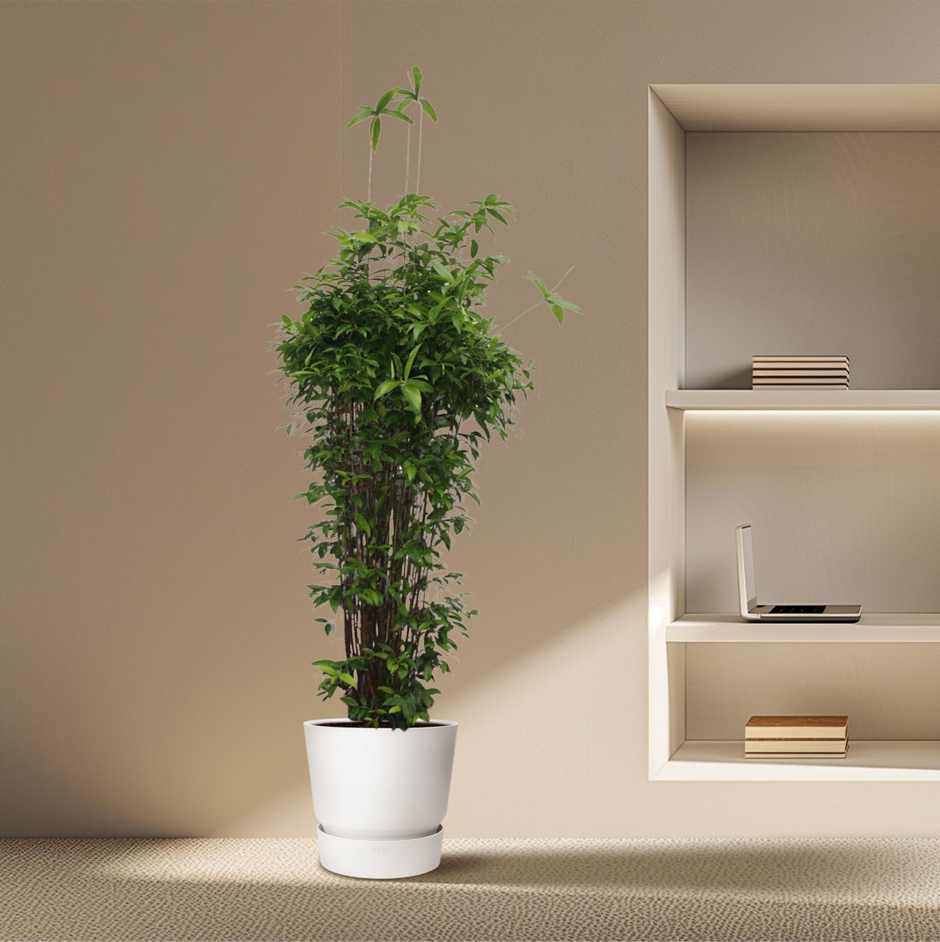 Dracaena Surculosa Zimmerpflanze
