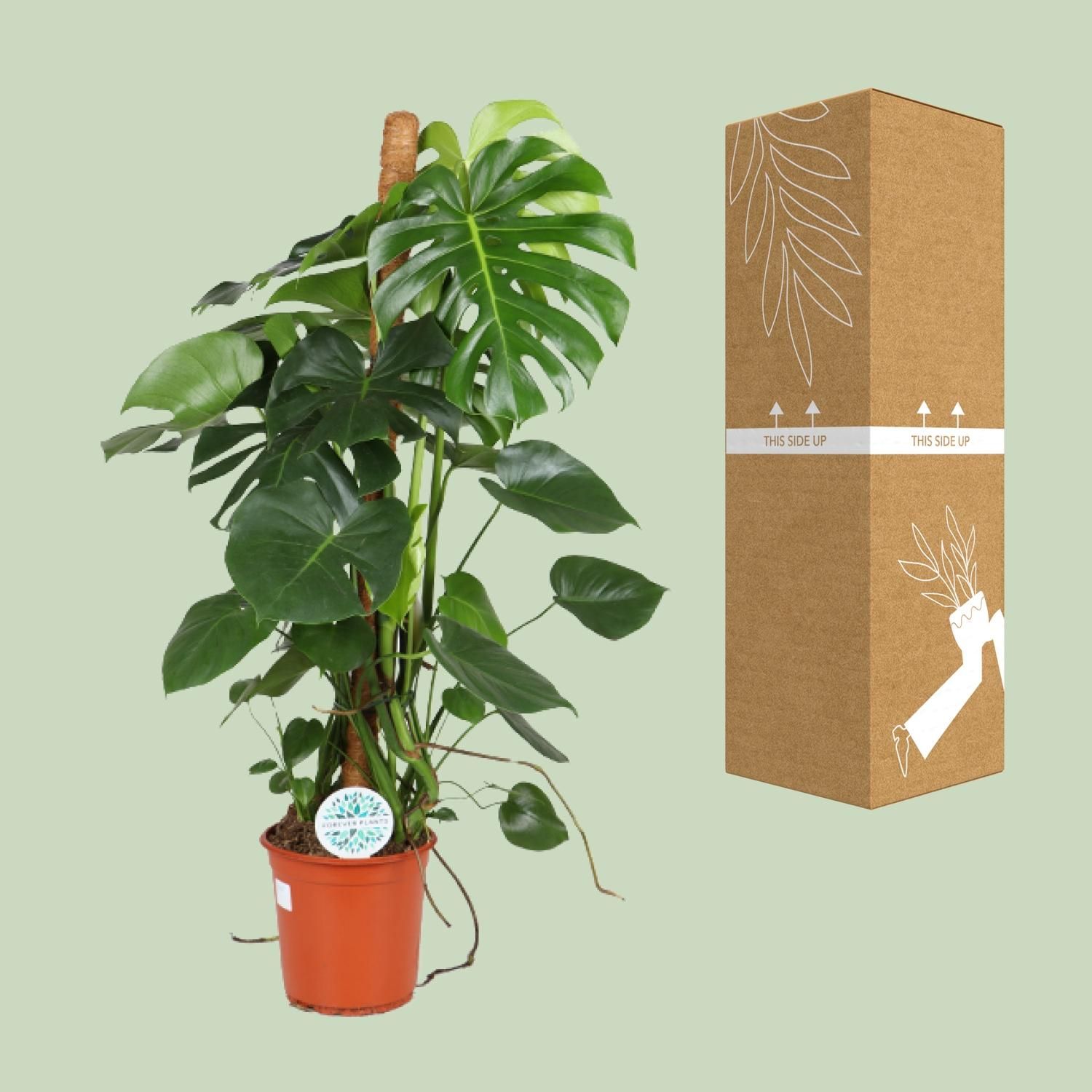 Monstera Deliciosa Zimmerpflanze