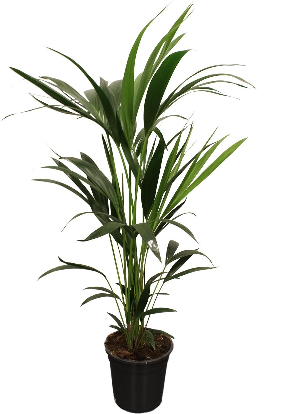 Howea Forsteriana (Kentia-Palme) – 5 Triebe – 100-120cm hoch