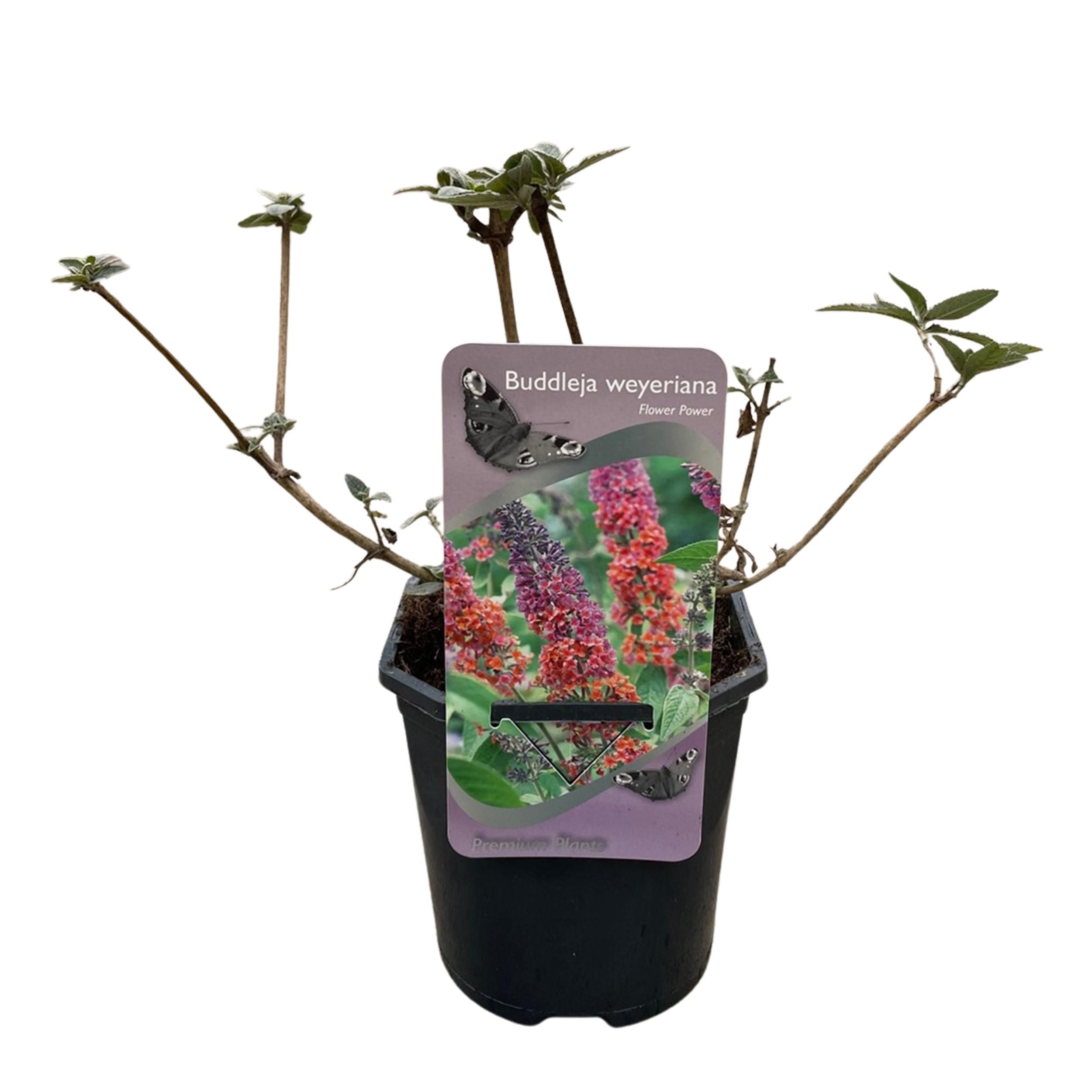 Schmetterlingsstrauch Buddleja davidii | Orange Lila Blüten | Schmetterlinge anziehend