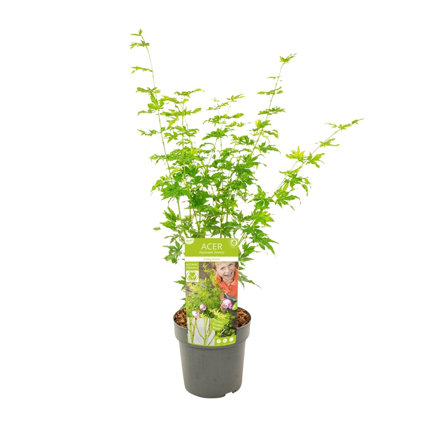 Ahornpalme Acer palmatum Going Green