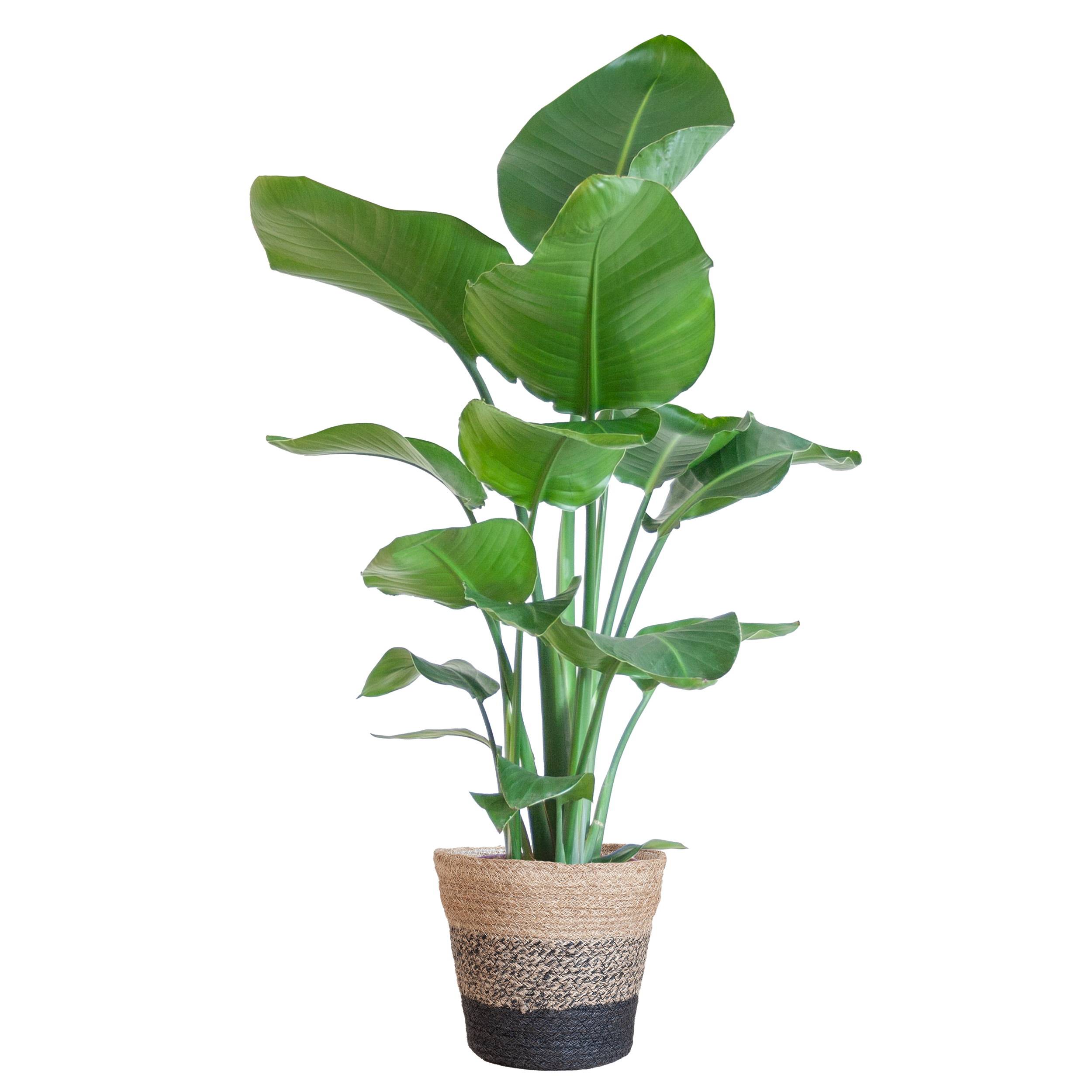 Strelitzia Nicolai Paradiesvogel-Pflanze mit Lissabon Korb