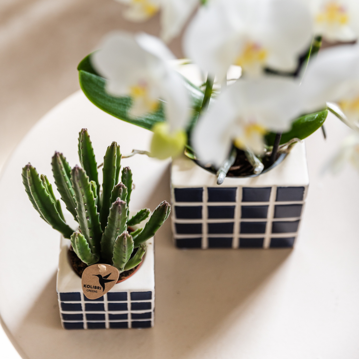 Nazaré-Orchidee und Crassula Hobbit im dekorativen Fish-Topf