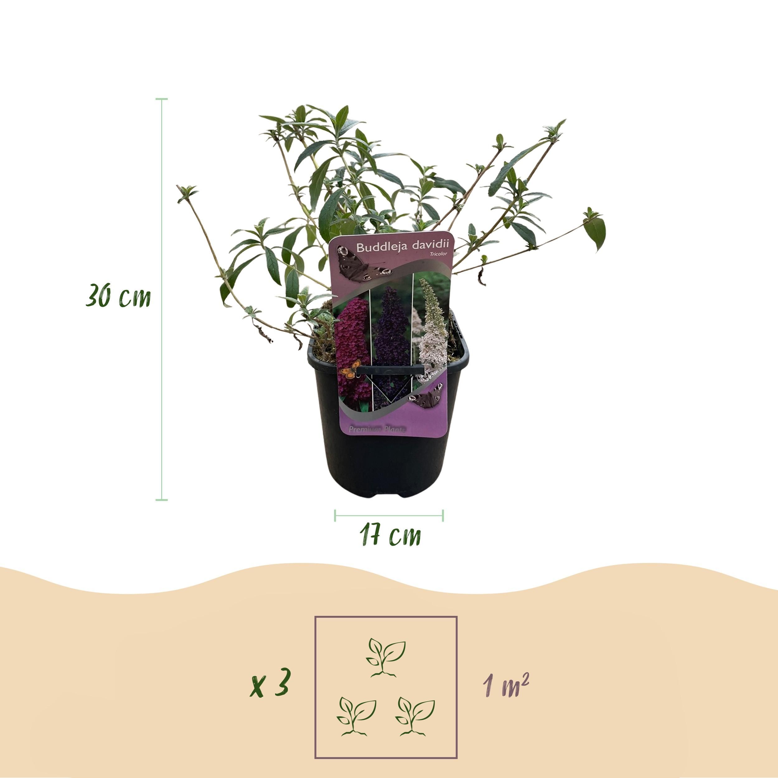 Schmetterlingsstrauch Buddleja Tricolour | Rosa, Weiß & Lila Blüten | Schmetterlingsanziehend