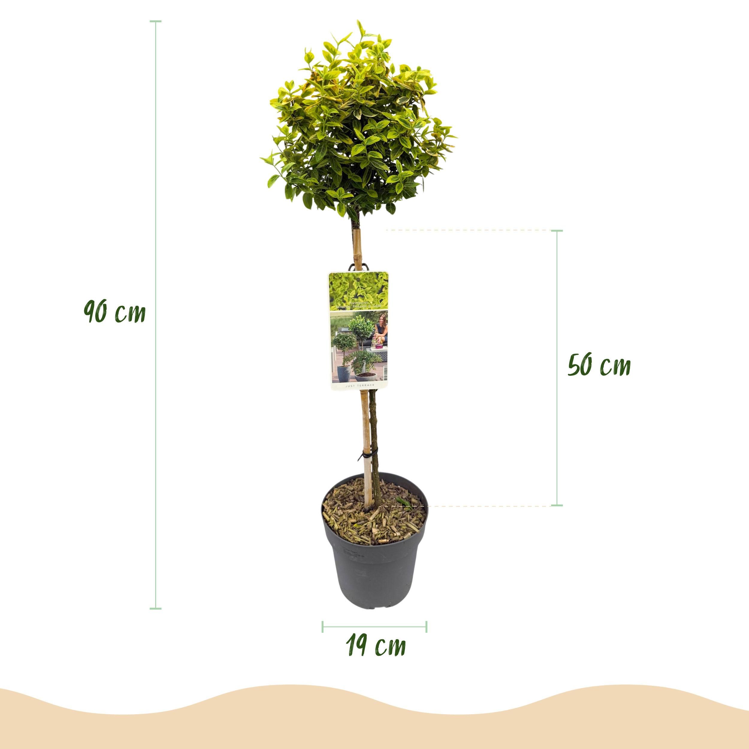Euonymus fortunei Emerald n Gold – Stamm-Pflanze | Immergrün | Wenig Pflege – Topf 19cm Höhe 90cm
