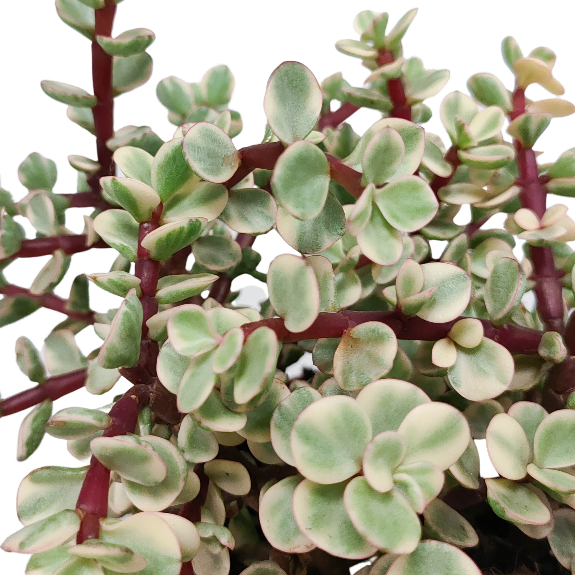 Portulacaria afra Variegata Zimmerpflanze im weißen Topf