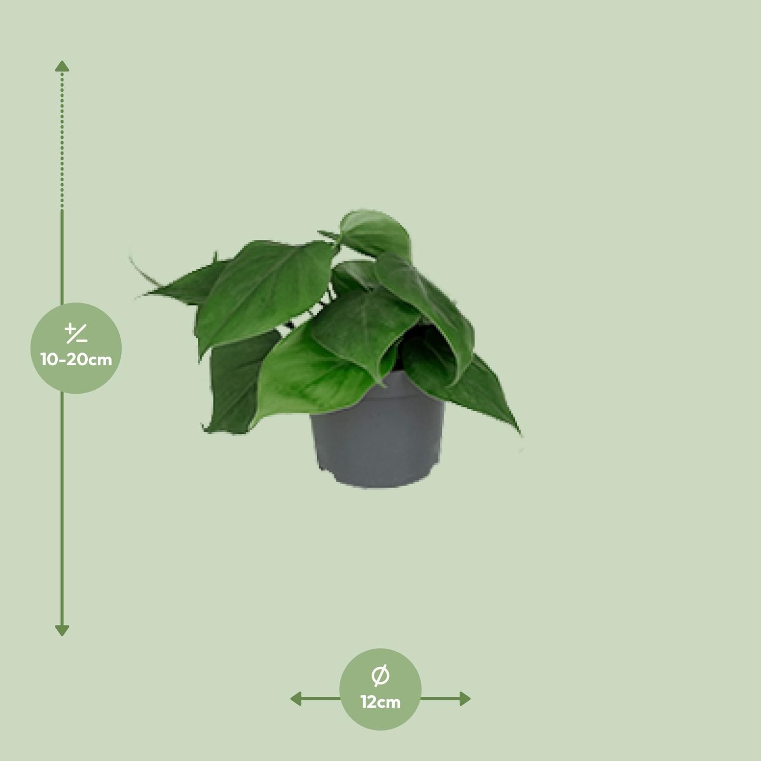Philodendron Scandens Zimmerpflanze