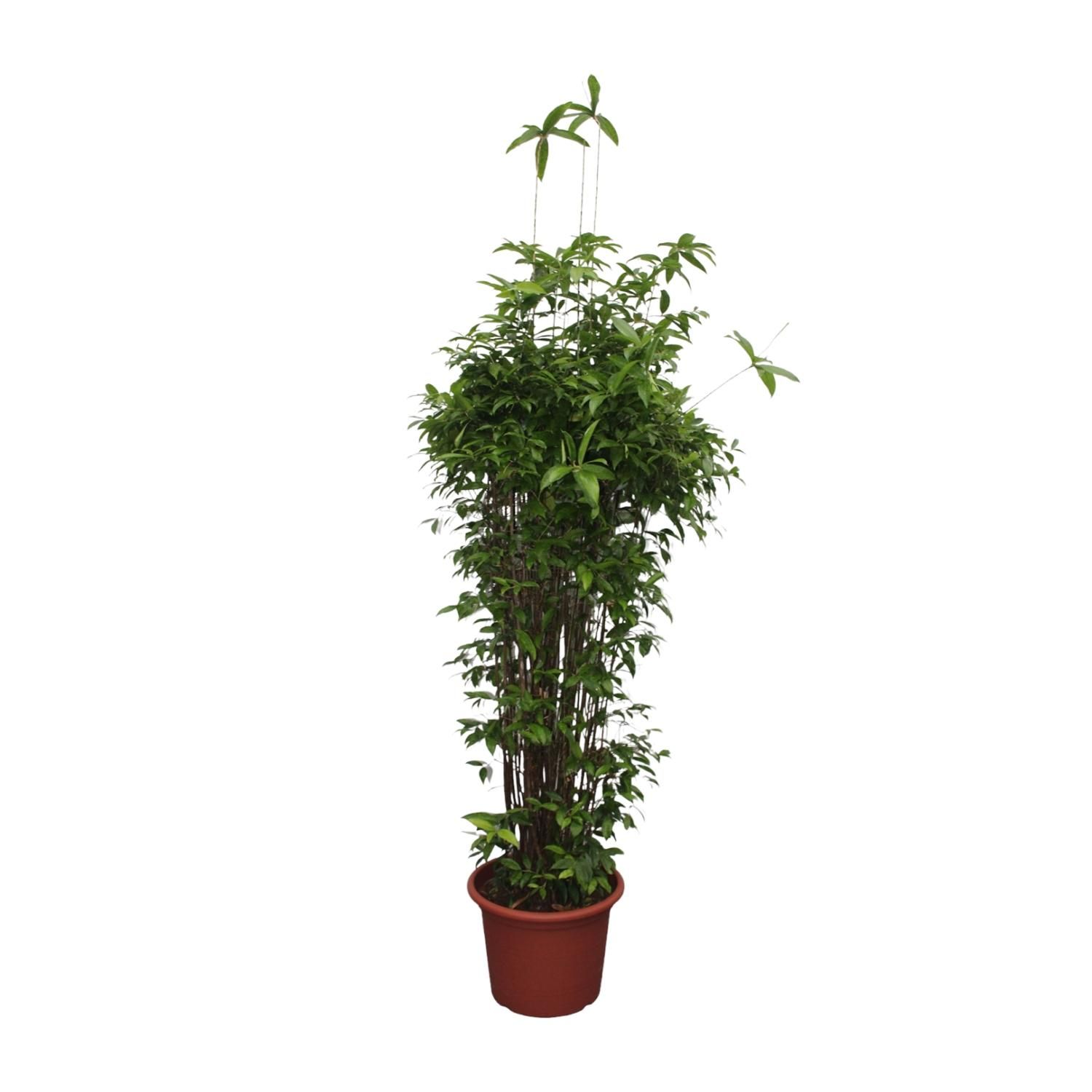 Dracaena Surculosa Zimmerpflanze
