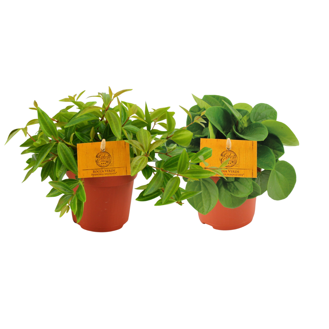 Peperomia Duo 2.0 – 2er Set – Ø10,5cm Topf – ↕15cm Höhe