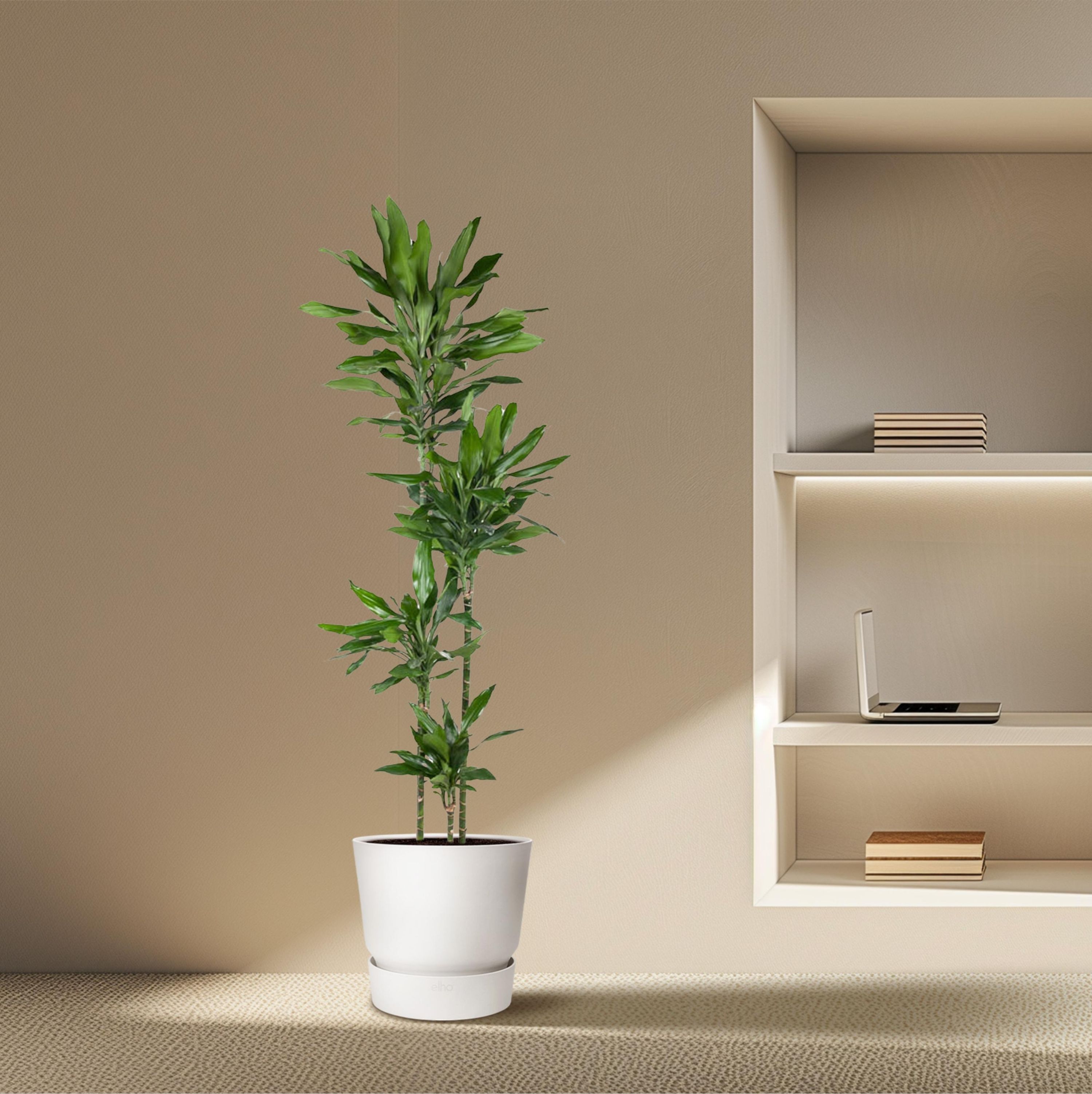 Dracaena Janet Lind Zimmerpflanze mit glänzenden Blättern