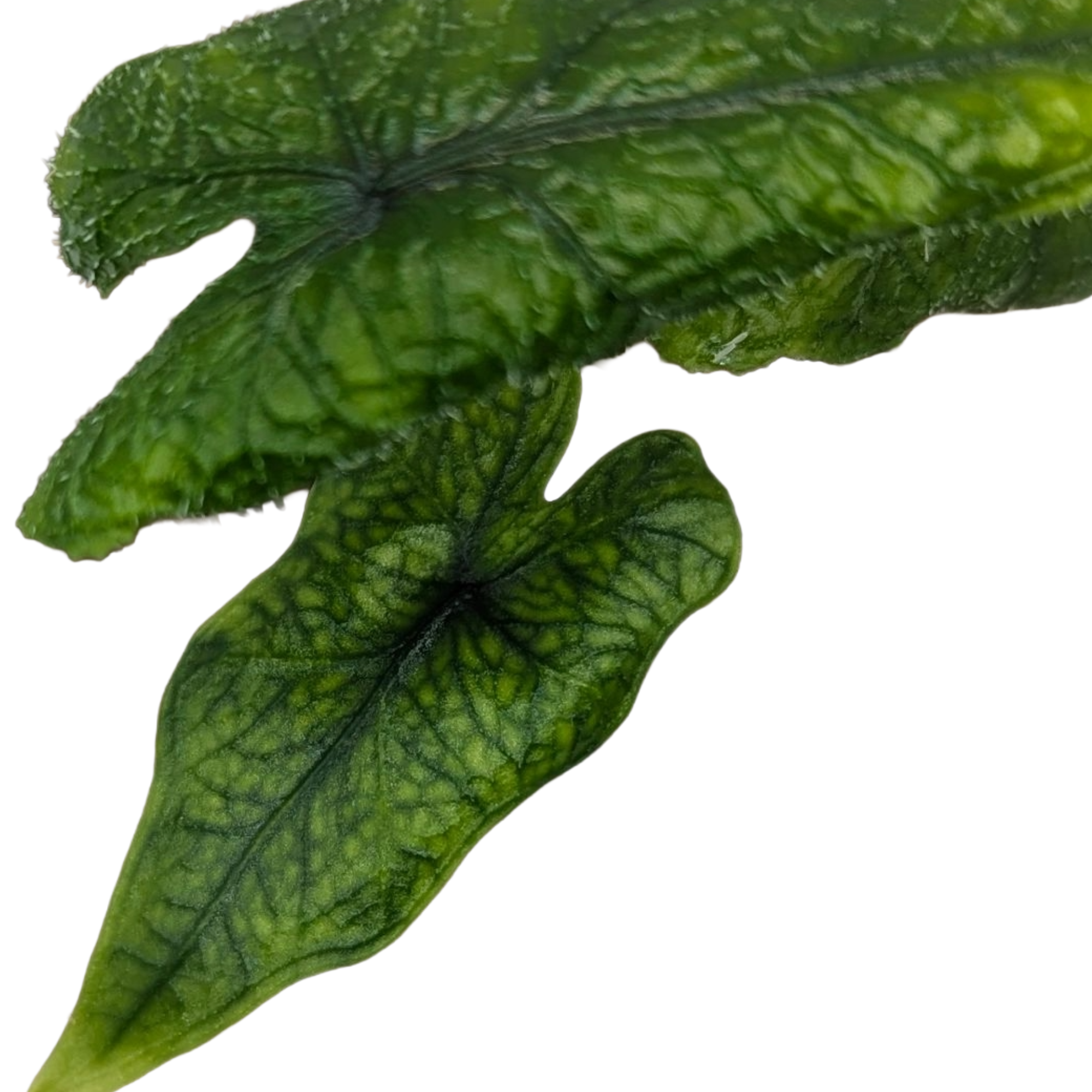 Alocasia baginda Jacklyn + selbstbewässernder Übertopf