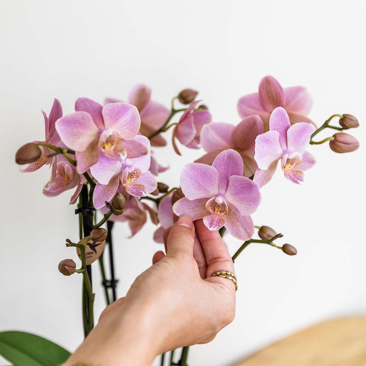 Phalaenopsis Orchidee Treviso in Altrosa