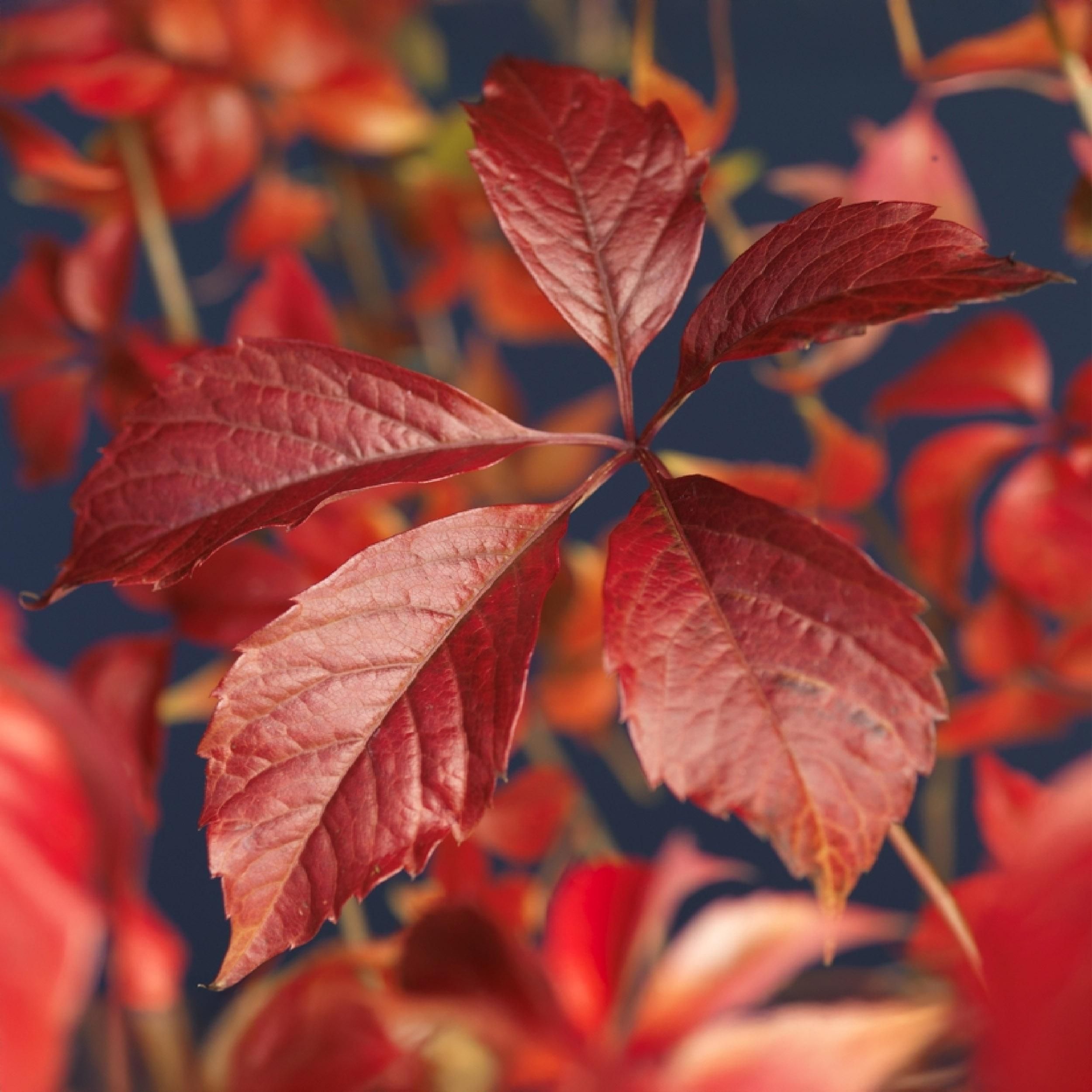 Wilde Wein | Parthenocissus Engelmannii | Blatt Grün/Rot | Pflegeleicht | 2 Pflanzen