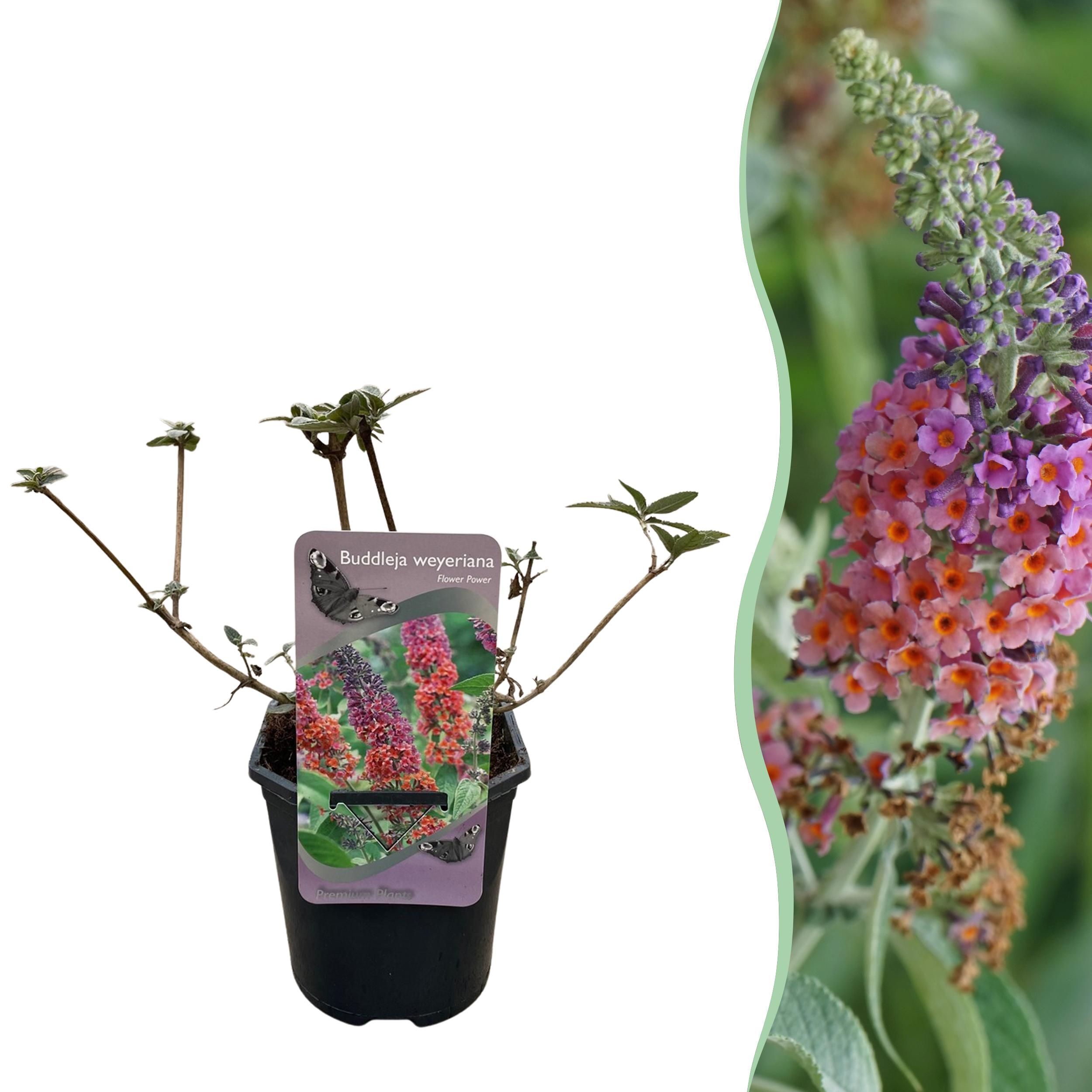 Schmetterlingsstrauch Buddleja davidii | Orange Lila Blüten | Schmetterlinge anziehend