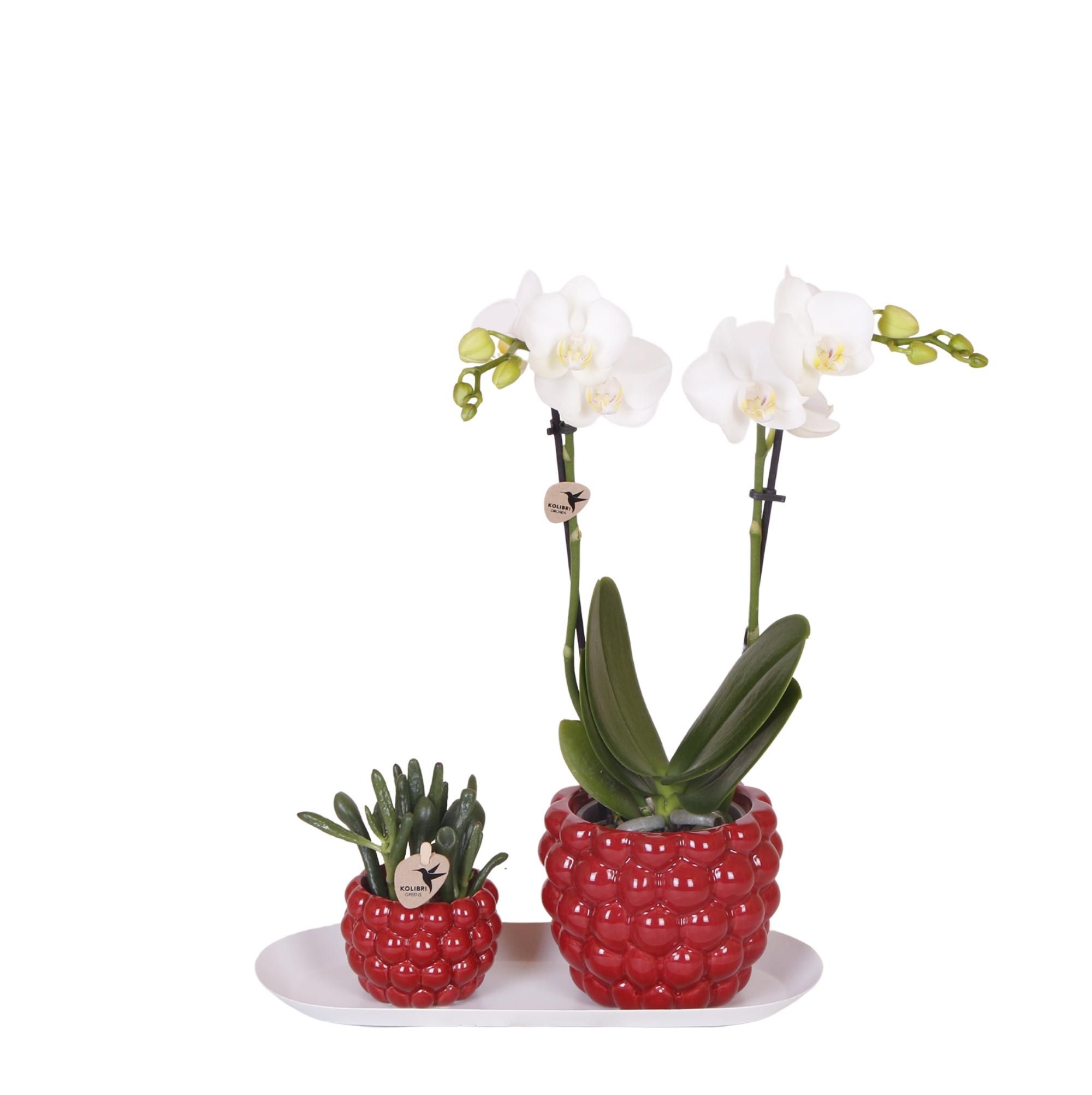 Phalaenopsis Orchideen Set mit Rhipsalis auf Bambustablett