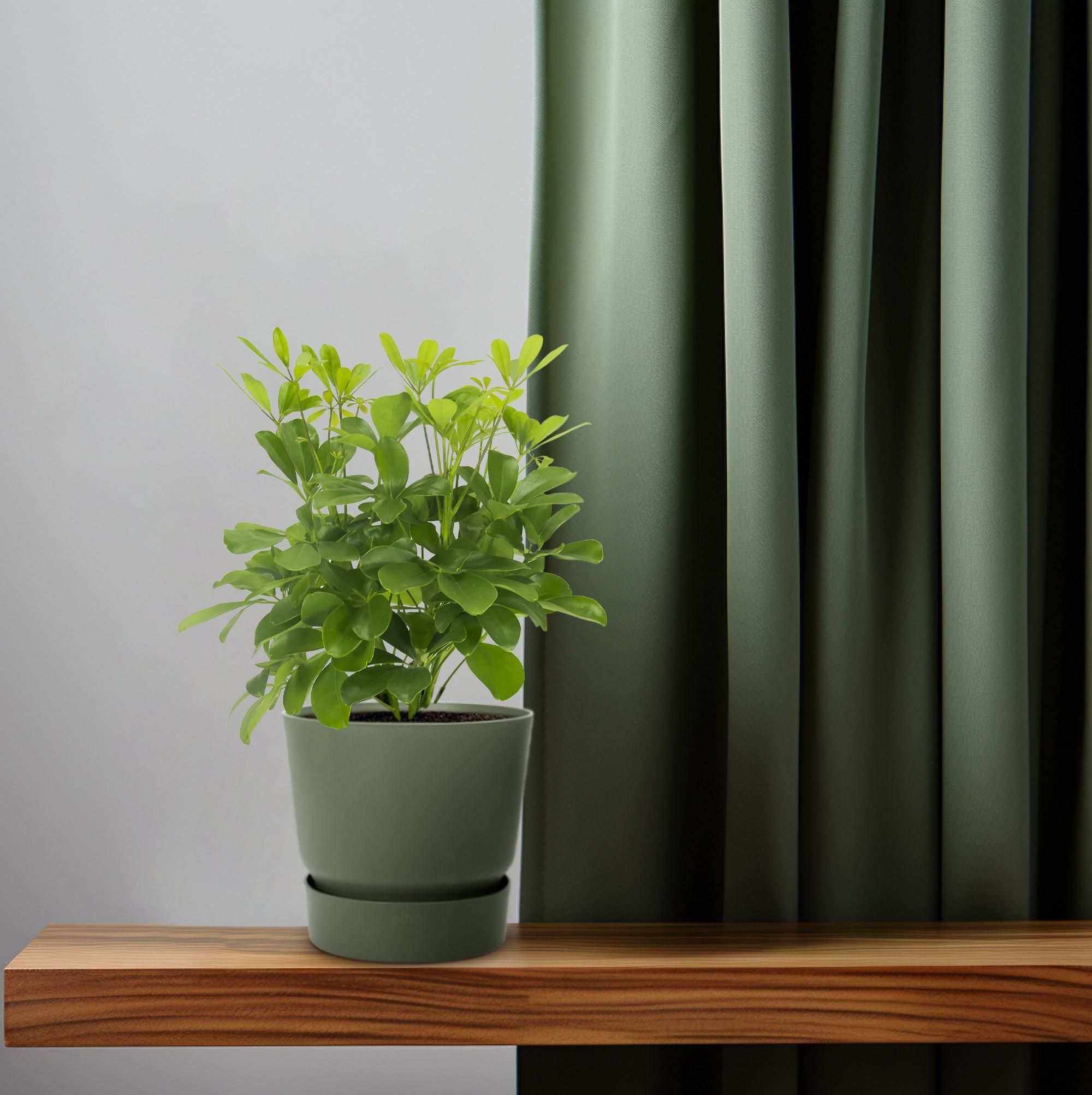 Schefflera Nora Zimmerpflanze mit Schirmblatt