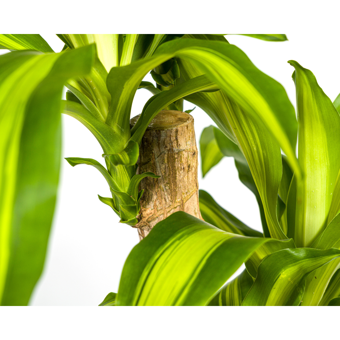 Drachenbaum Massangeana Ø19cm – 70-90cm Hoch