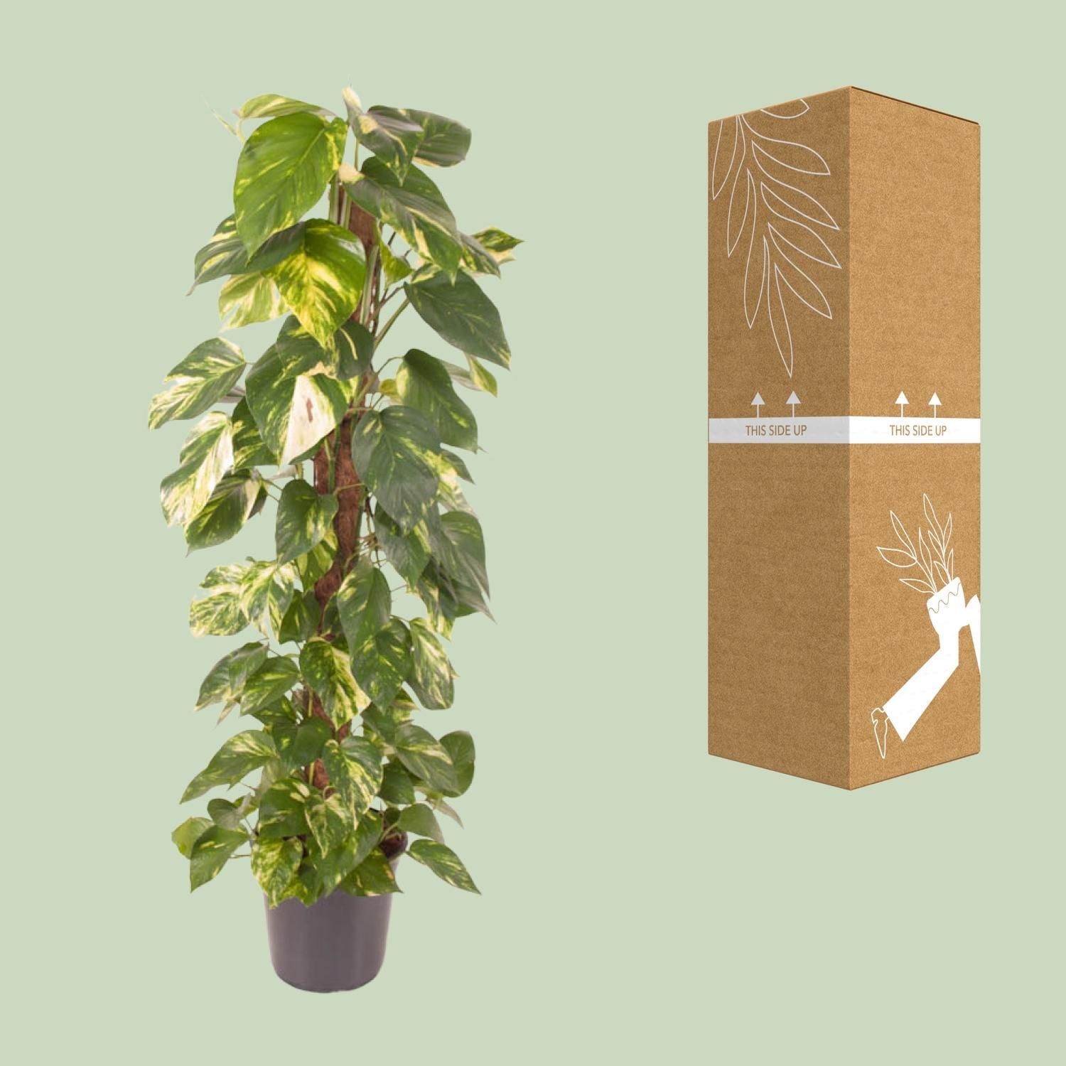 Epipremnum Pinnatum Goldener Efeu Zimmerpflanze