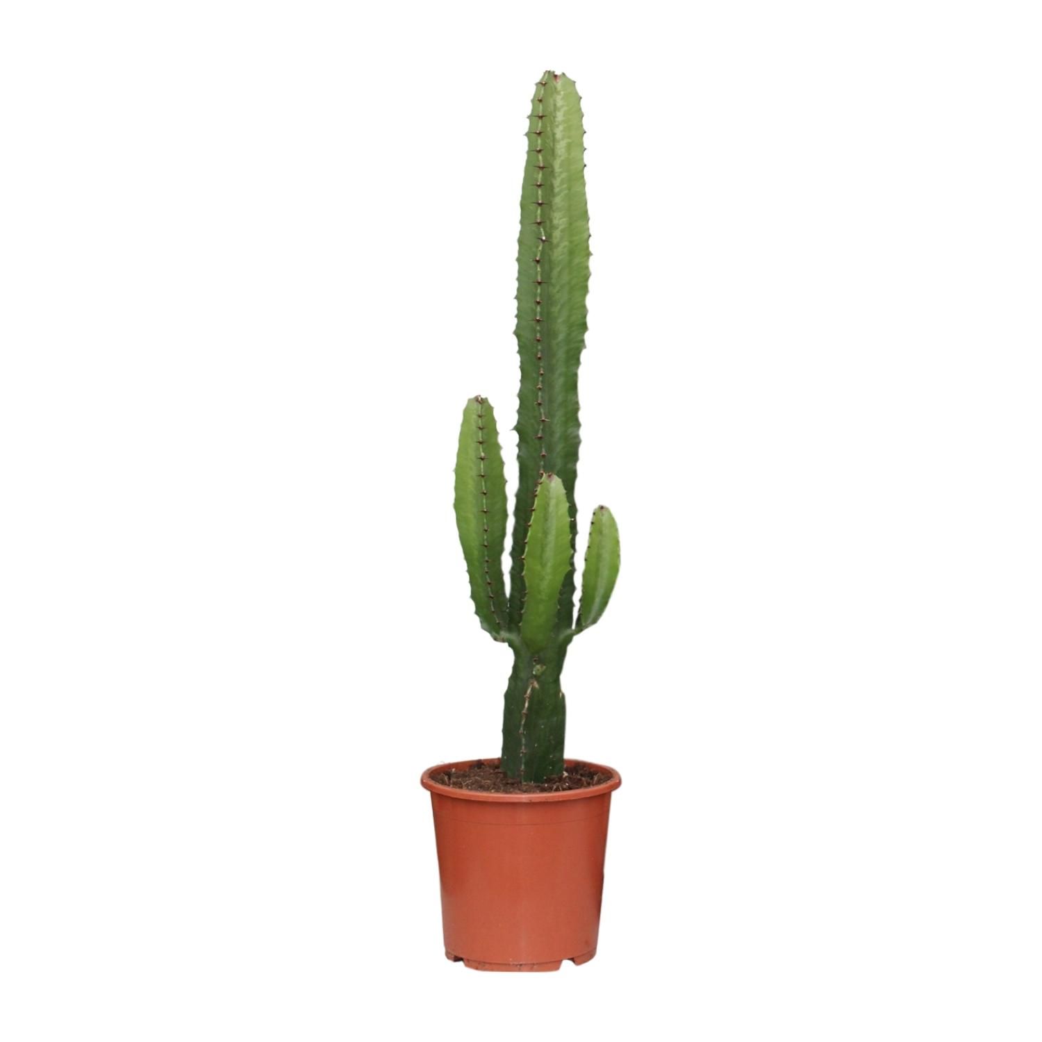 Euphorbia Acrurensis - Charmante Zimmerpflanze
