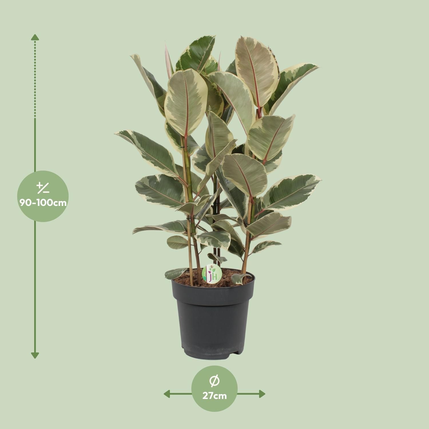Ficus Tineke Zimmerpflanze