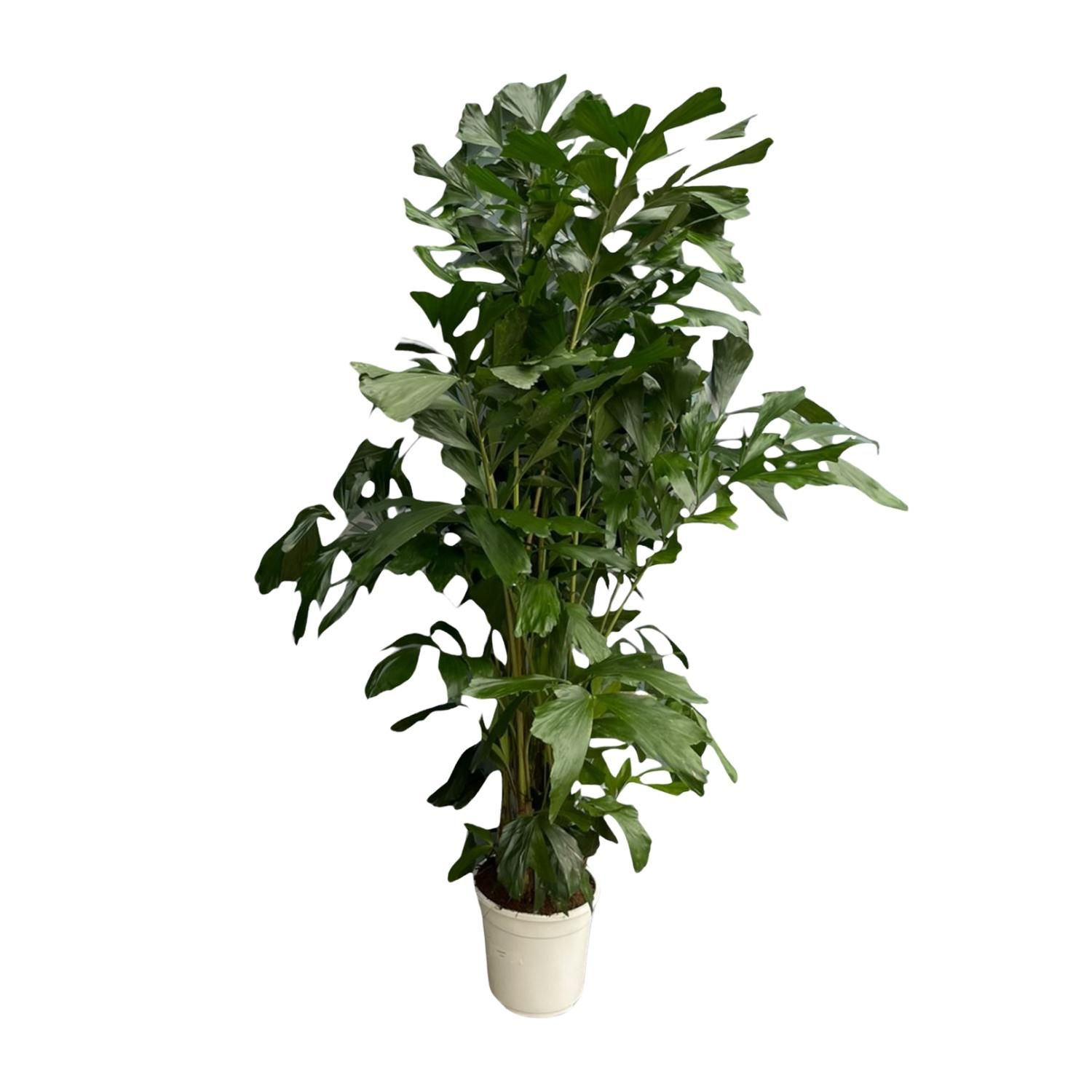 Caryota Mitis | Fächerpalme | pflegeleicht | Hohe Raumluftfeuchte