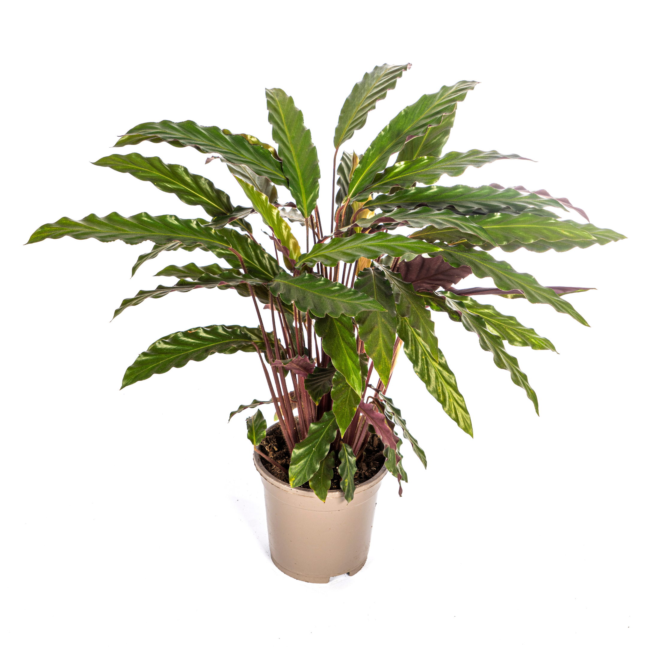 Calathea Rufibarba | Wellenblatt | Ø 17cm | 40-50cm Hoch