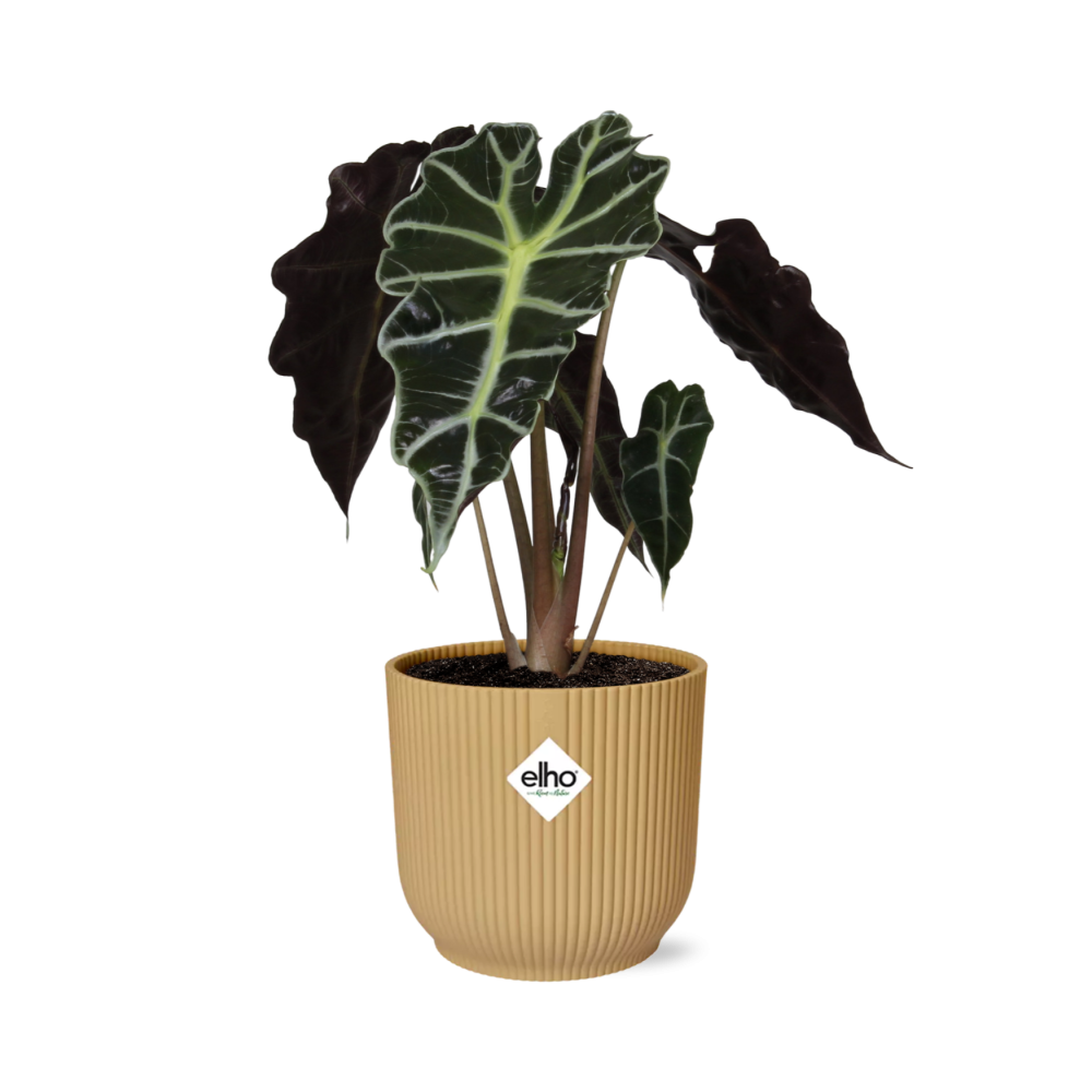 Alocasia Polly Zimmerpflanze in gelbem ELHO Vibes Fold Topf