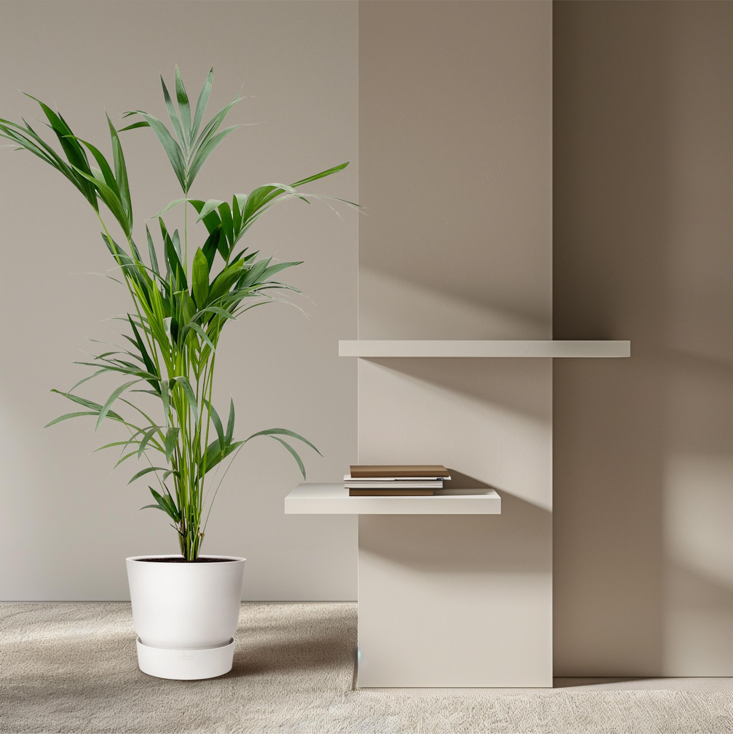 Kentia Palme Zimmerpflanze