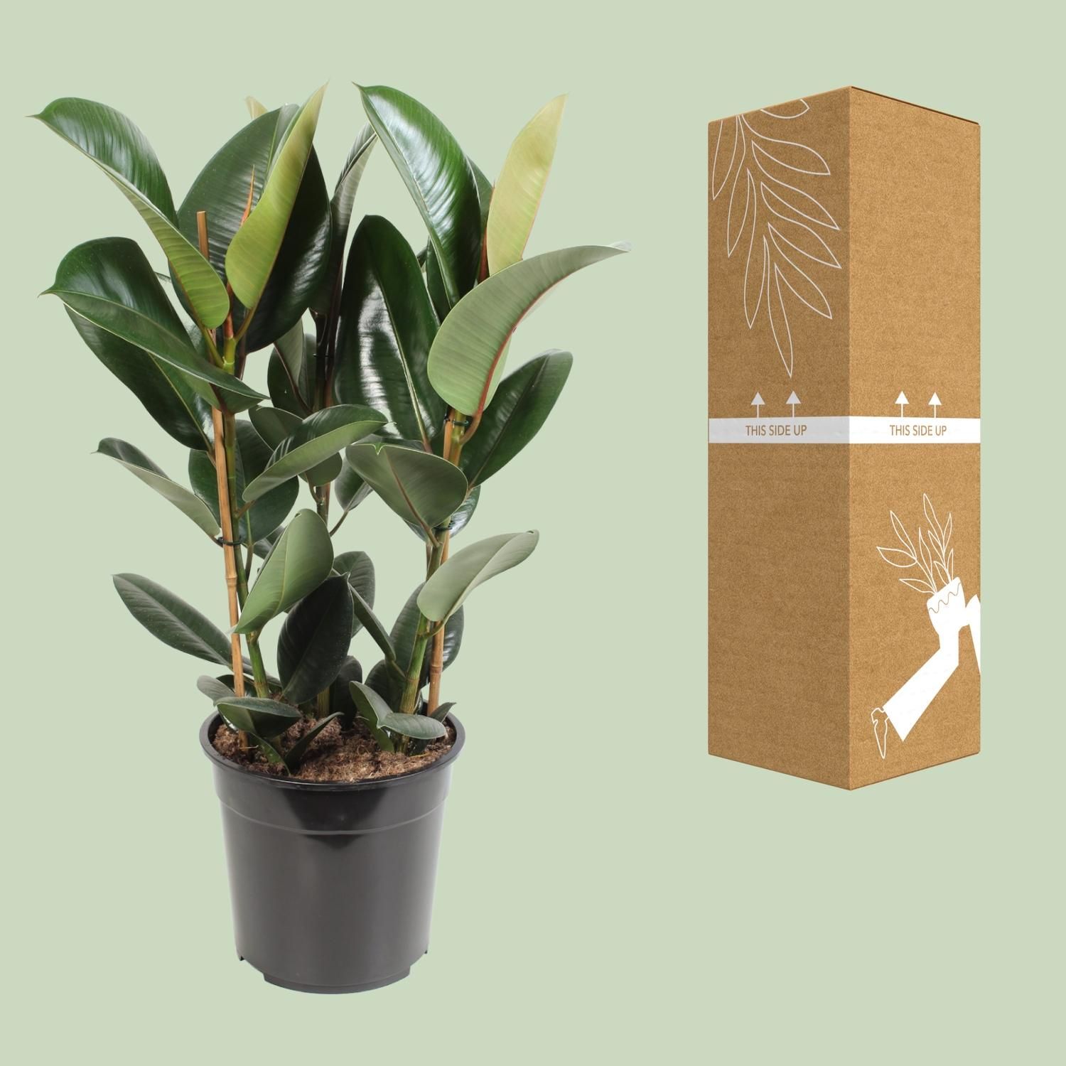 Ficus Elastica Robusta Zimmerpflanze