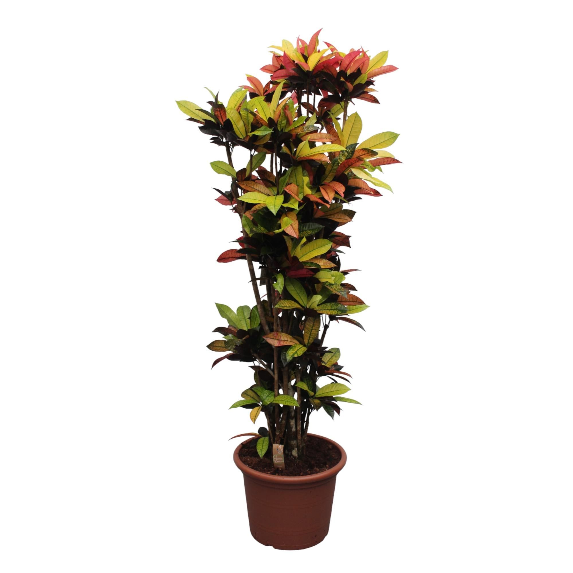 Codiaeum Iceton - farbenprächtige Zimmerpflanze