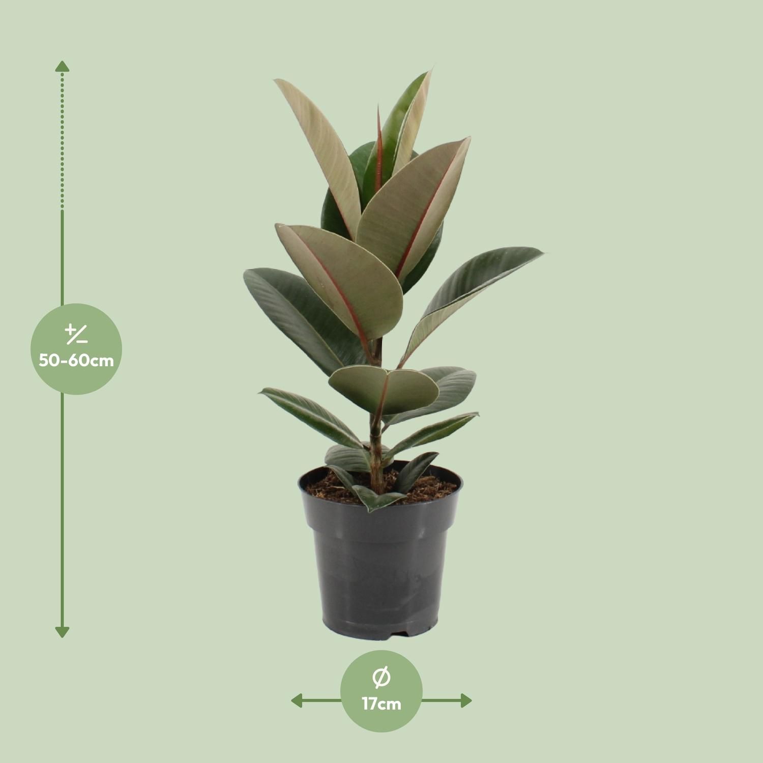 Ficus Elastica Robusta - Gummibaum Zimmerpflanze