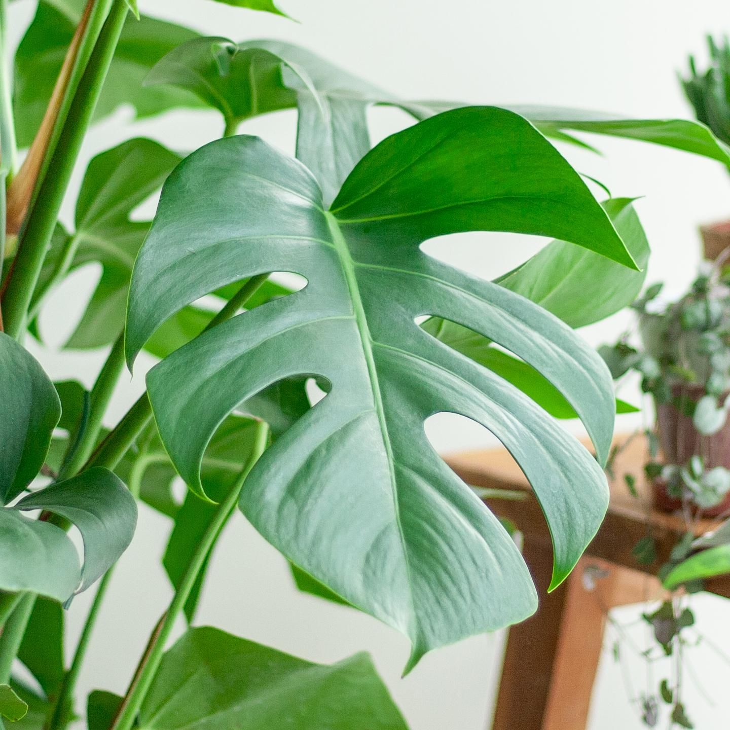 Monstera XL im Korb | 120cm groß | Ø24 Topfgröße