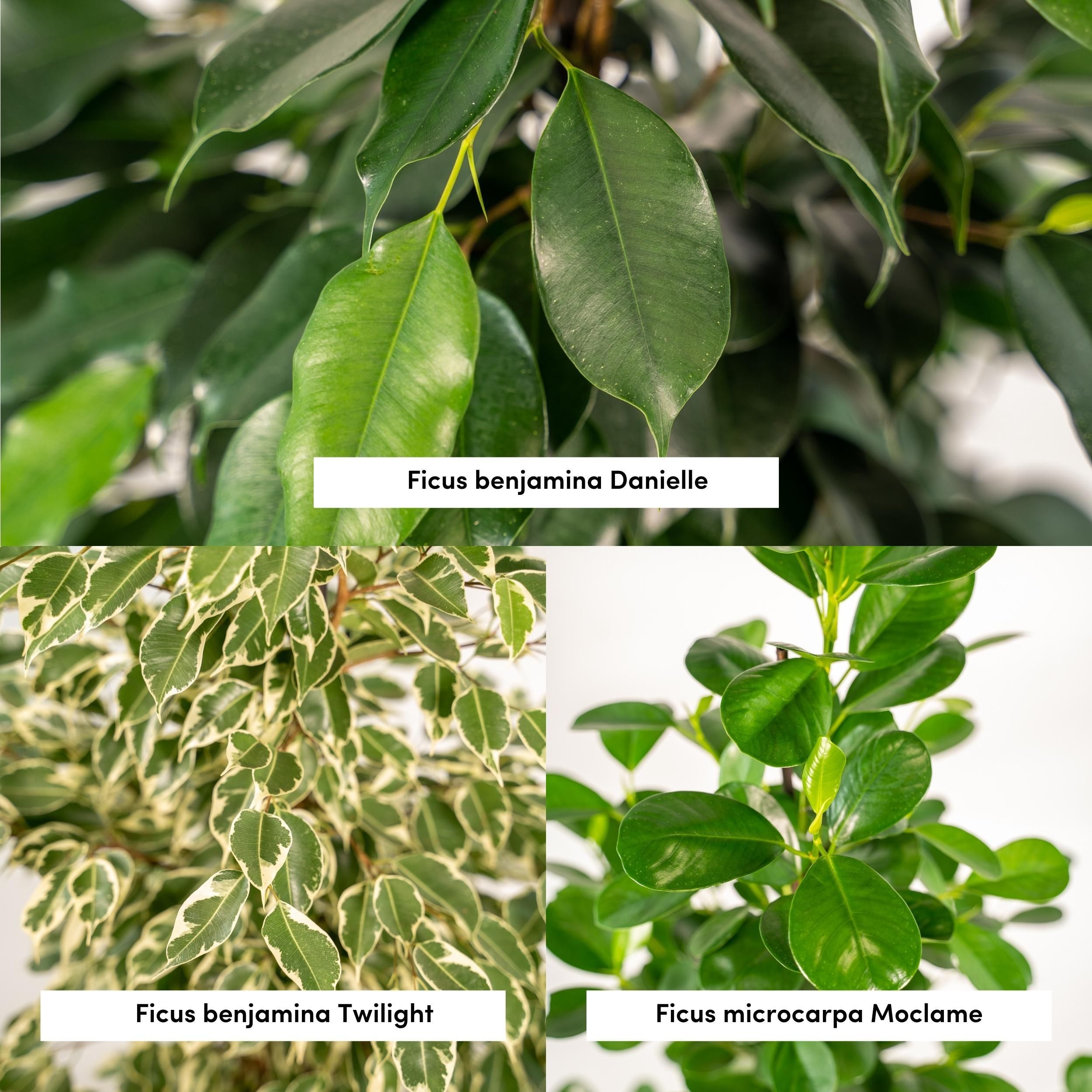 3 Ficus Benjamina & Microcarpa Mix – Groß – Ca. 95cm Hoch