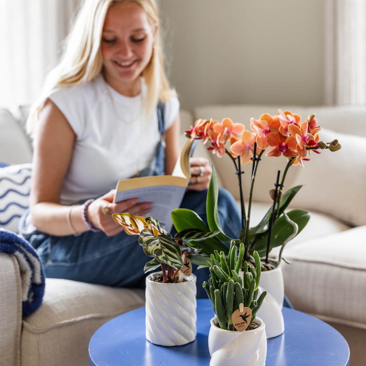Phalaenopsis Orchideen Set Bolzano Orange