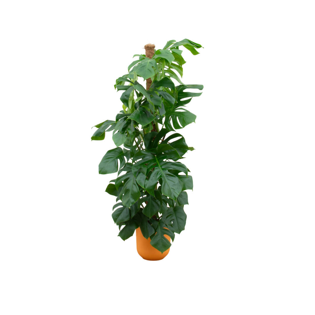 Monstera pertusum XL Pflanze mit gelbem Übertopf