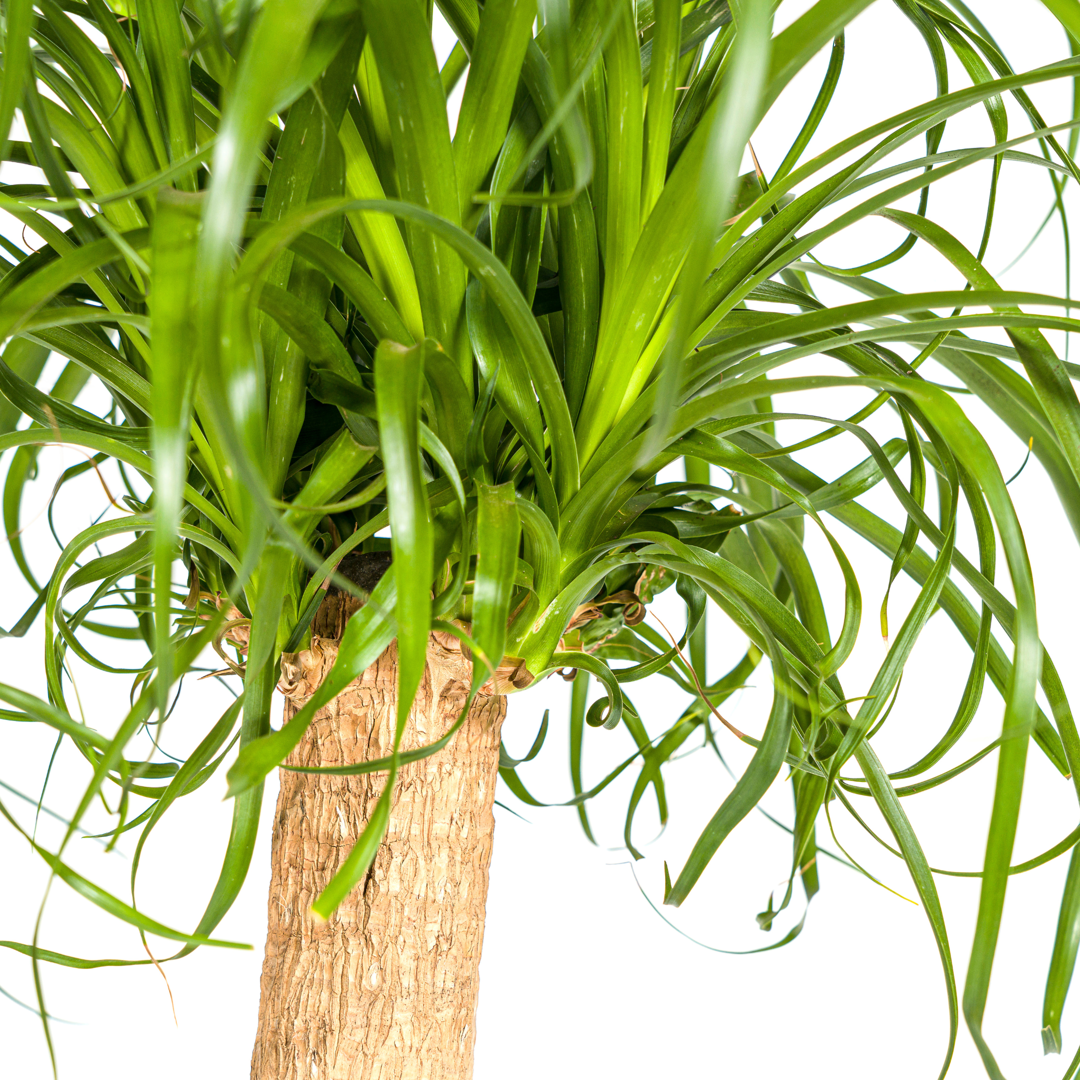 Elefantenfuß Baum - Beaucarnea Recurvata | Starke Pflanze | Ø 24 cm Topf | 80-100 cm Höhe