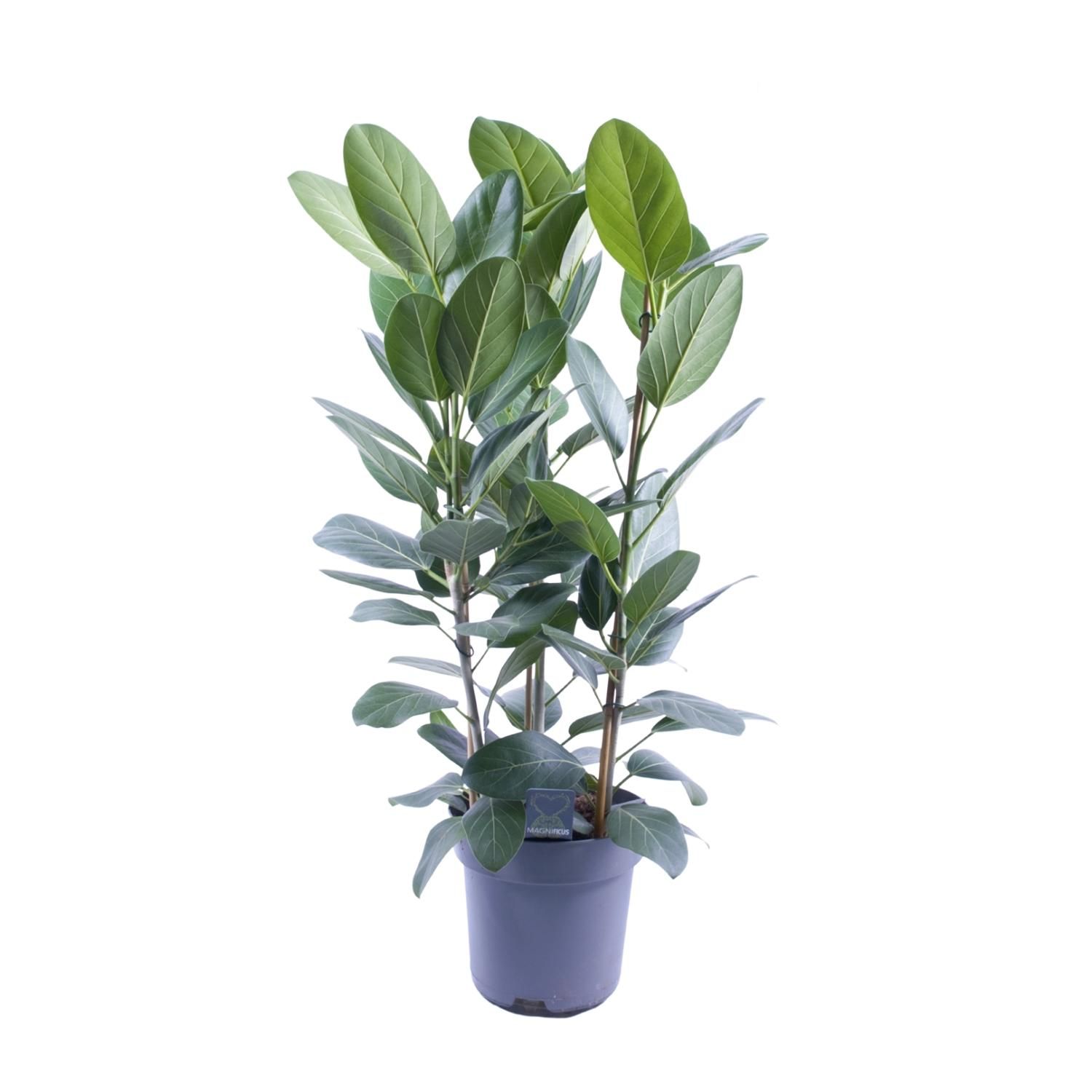 Ficus Audrey – 3 Stecklinge – Ø27cm – ↕105cm