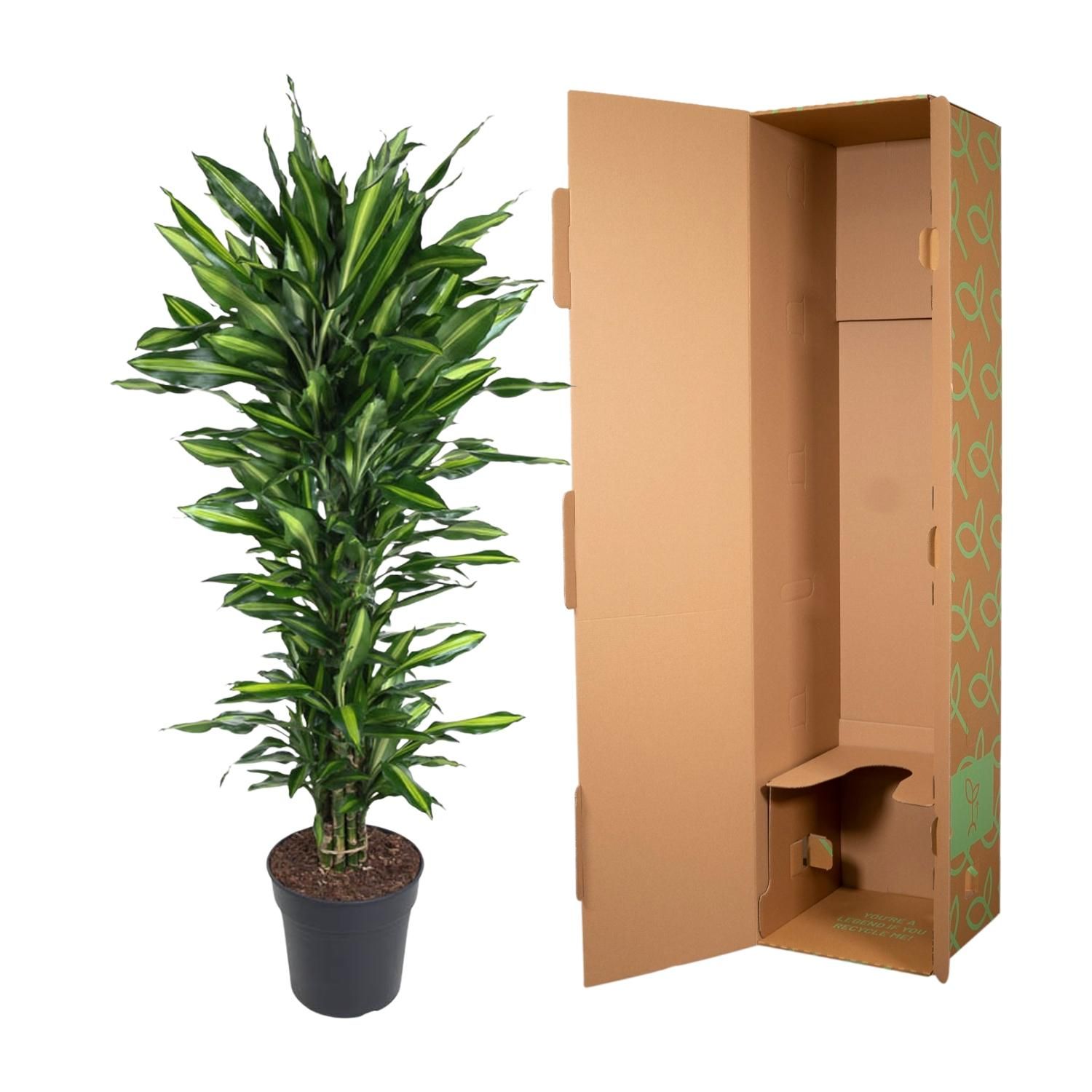 Dracaena Cintho Zimmerpflanze