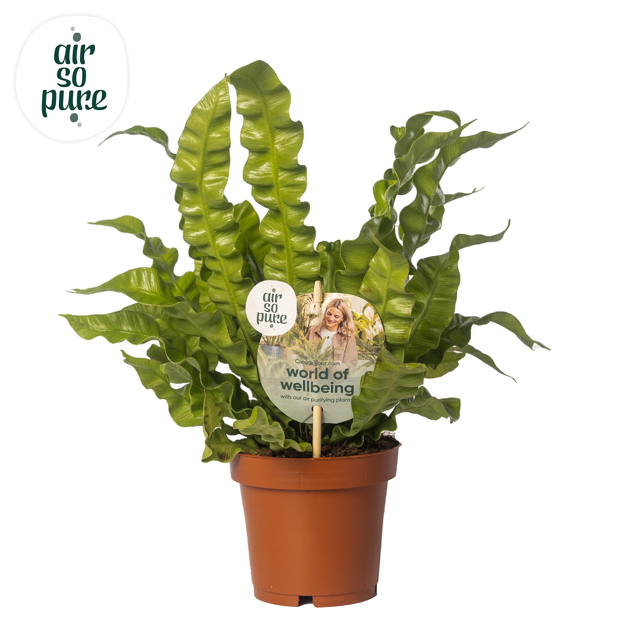 Syngonium Arrow Pfeilspitzenpflanze