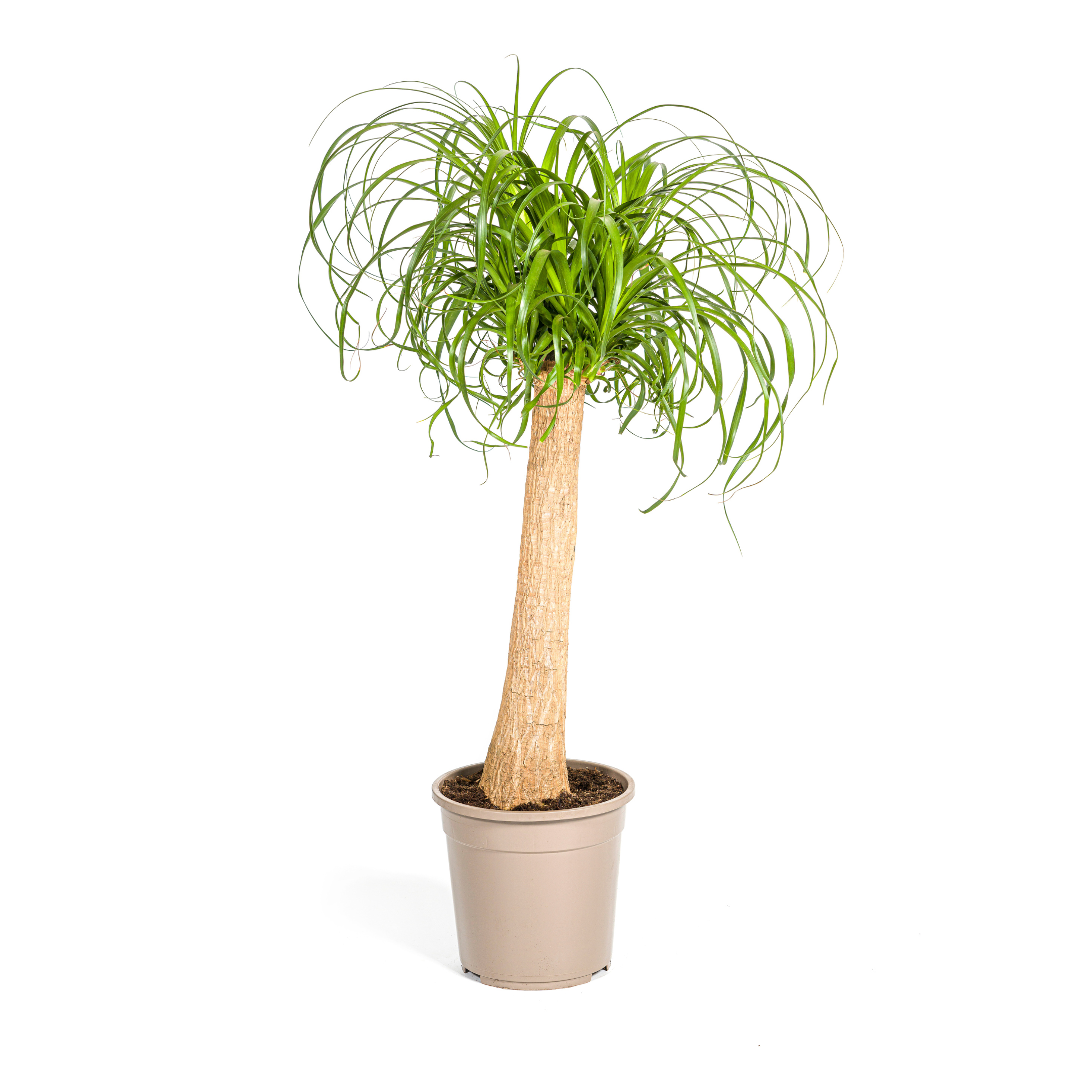 Elefantenfuß Baum - Beaucarnea Recurvata | Starke Pflanze | Ø 24 cm Topf | 80-100 cm Höhe