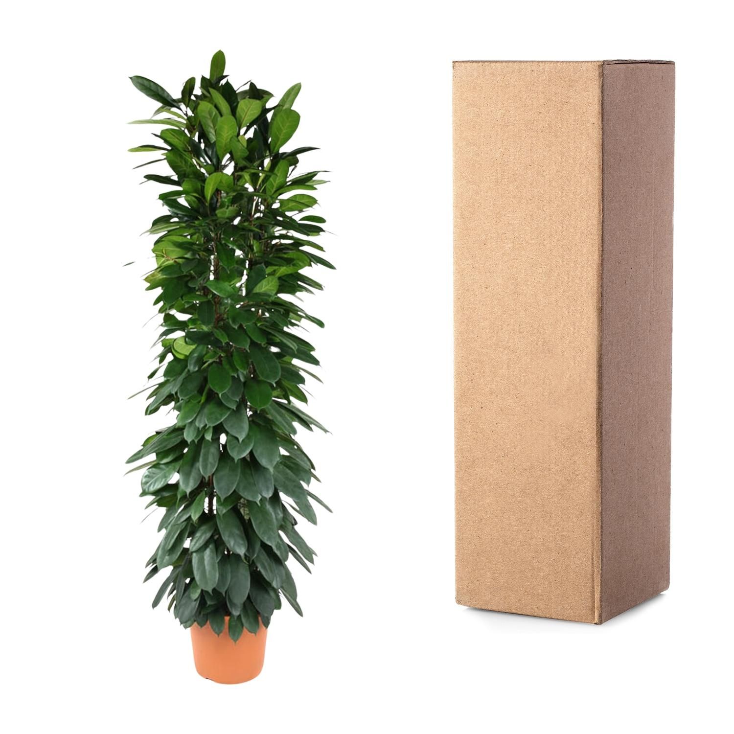 Ficus Cyatistipula eleganter Zimmerbaum