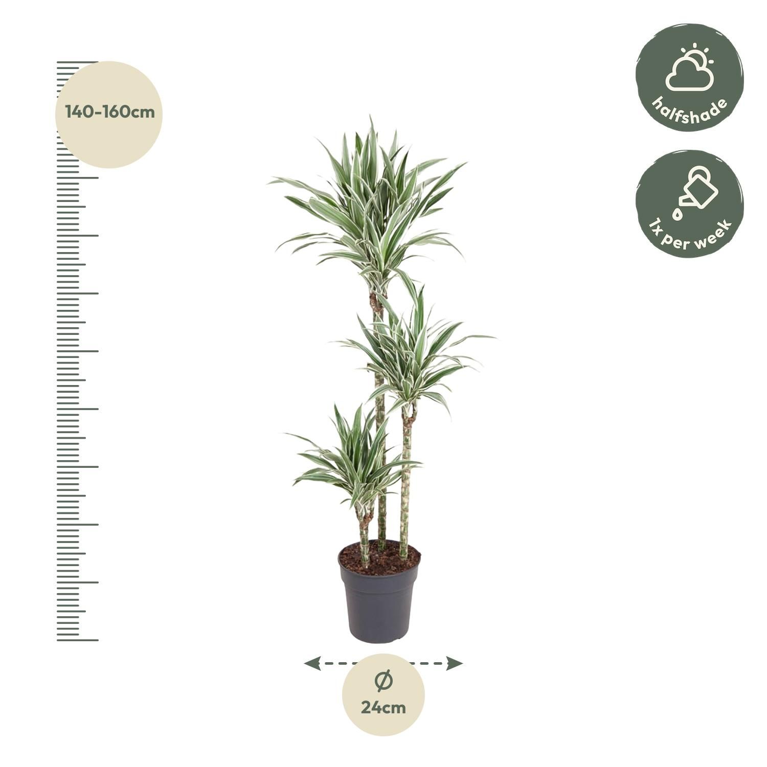 Dracaena White Stripe Zimmerpflanze