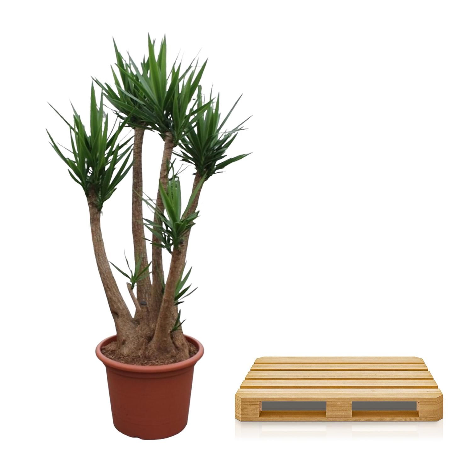 Yucca Elephantipes vertakt Premium Zimmerpflanze