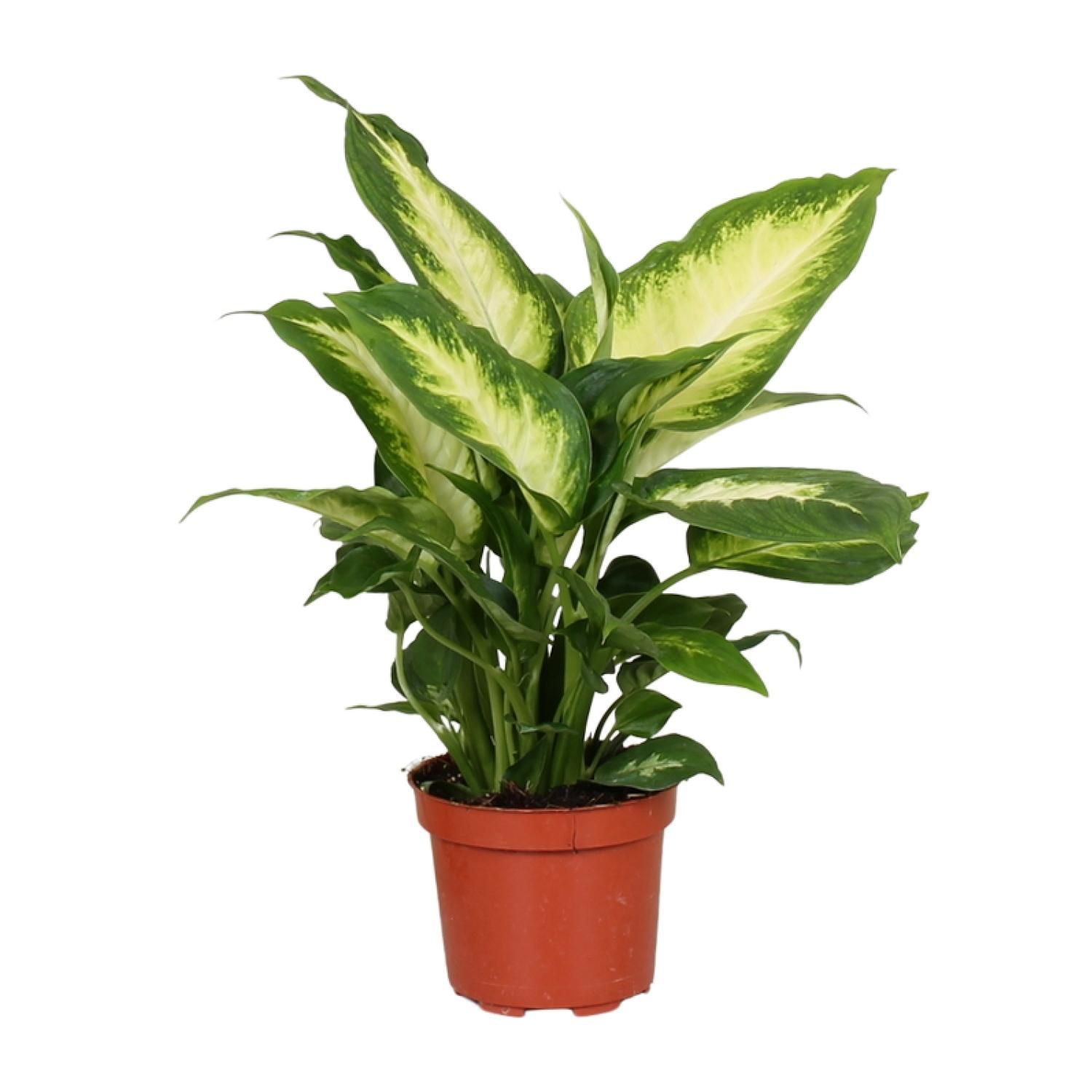 Dieffenbachia Camilla Zimmerpflanze